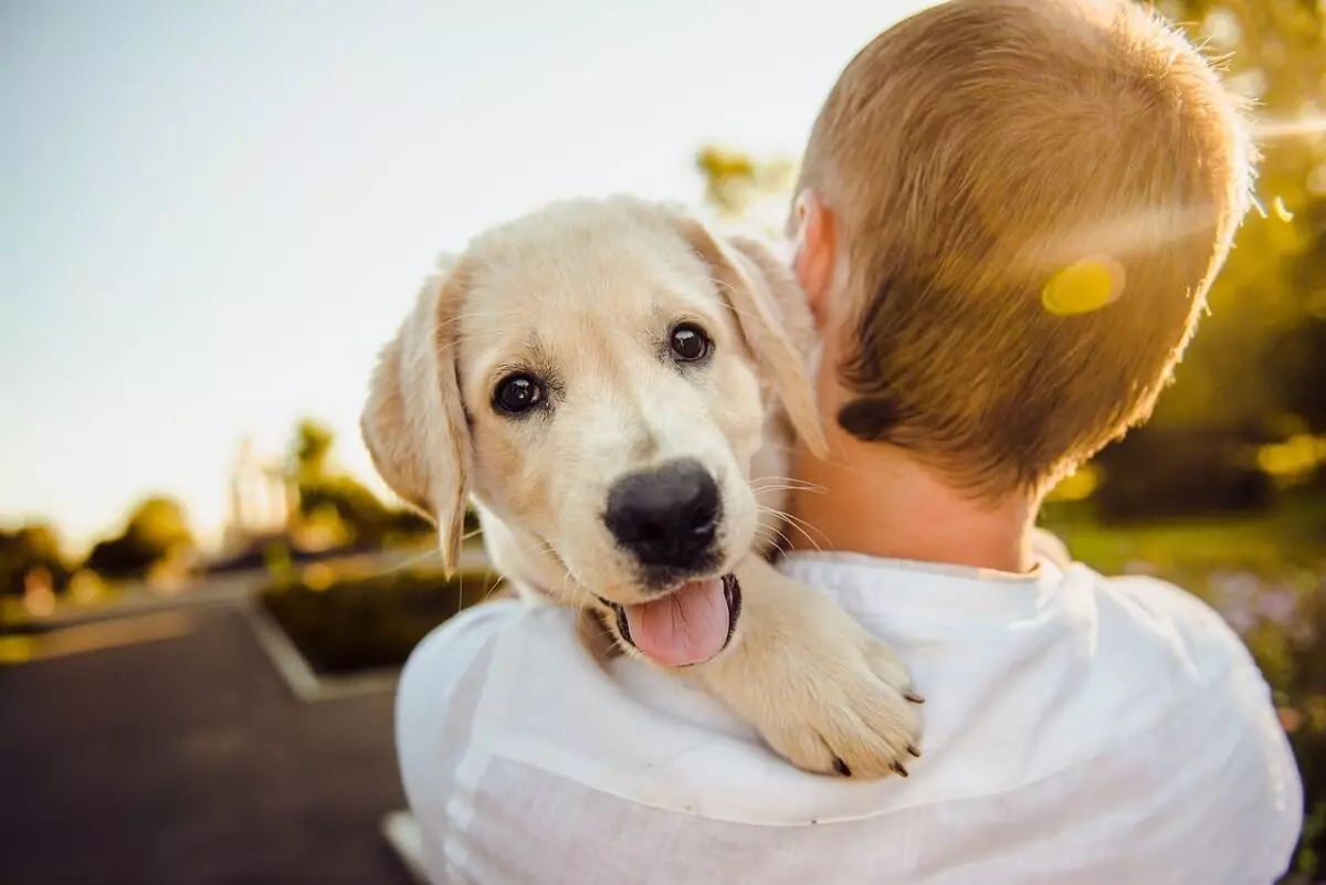 Understanding Canine Emotions: Recognizing When Your Dog is Upset