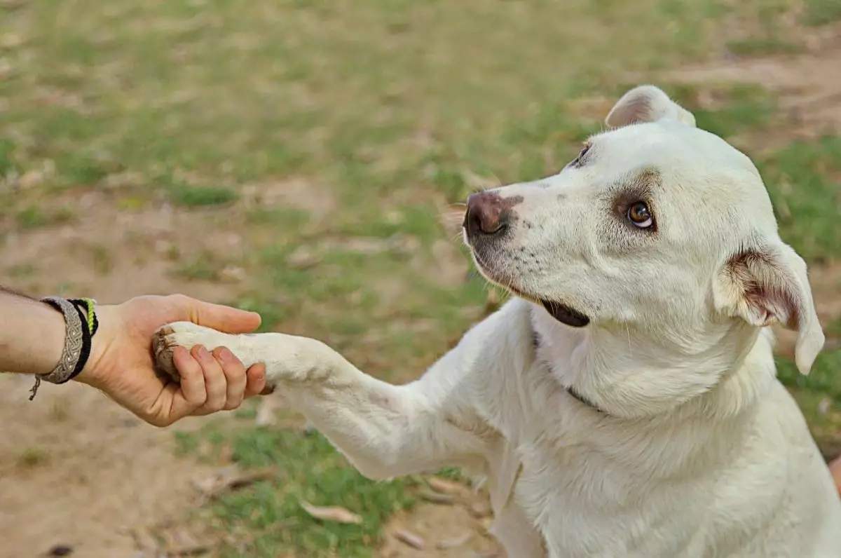 The Unspoken Bond: How Dogs Understand Human Emotions Through Non-Verbal Cues