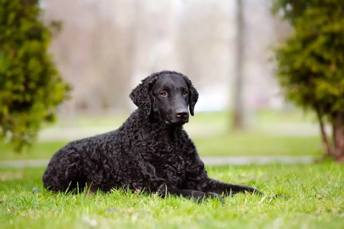 The Allure of Unique Dog Coats: A Celebration of Canine Beauty