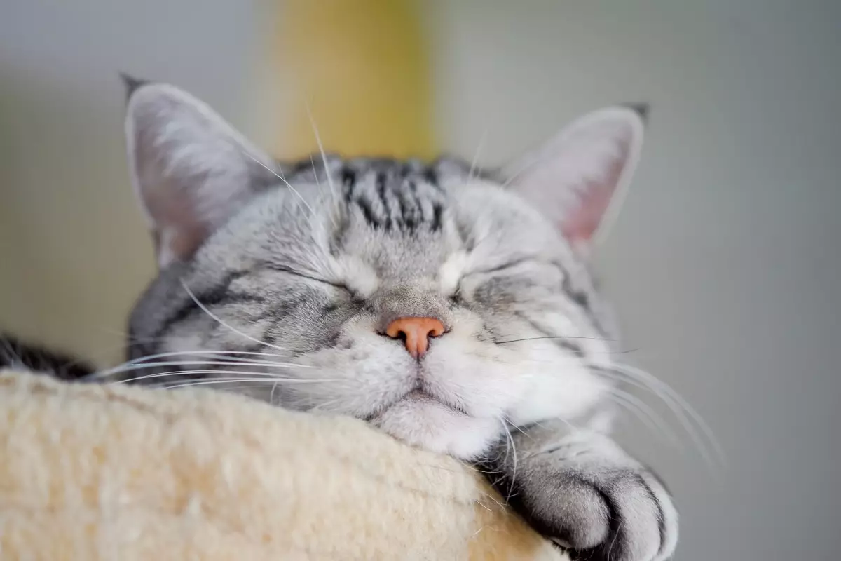 The Ideal Feline Companions for Cozy Living: A Look at Affectionate Cat Breeds