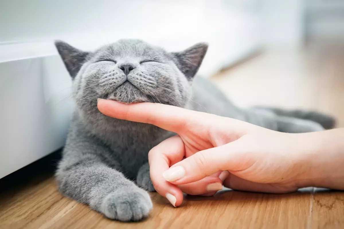 The Hidden Joys: Understanding How Cats Communicate Their Happiness