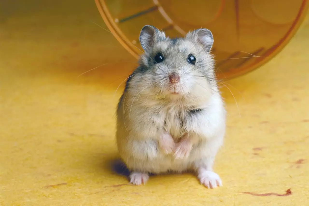 Understanding and Managing Hamster Biting Behavior