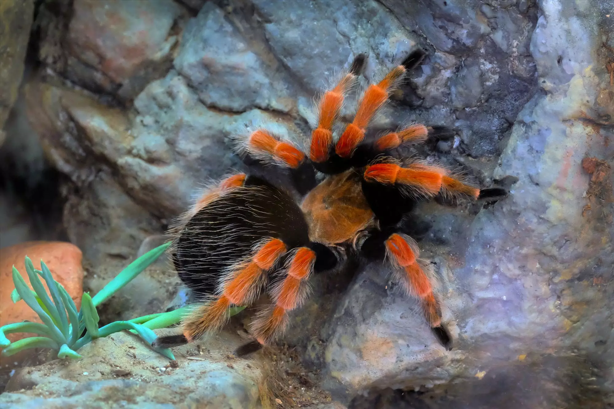 The Mexican Red-Knee Tarantula: An Exquisite Arachnid Companion