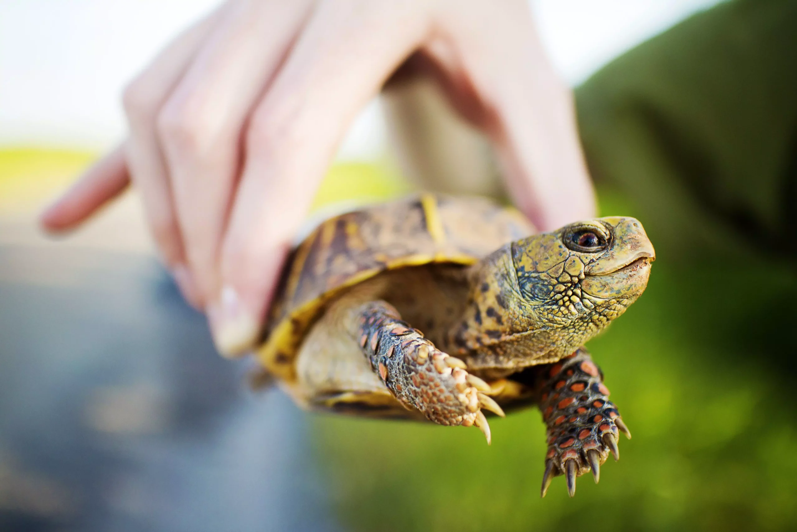 The Comprehensive Care Guide for Box Turtles: What Every Potential Owner Should Know