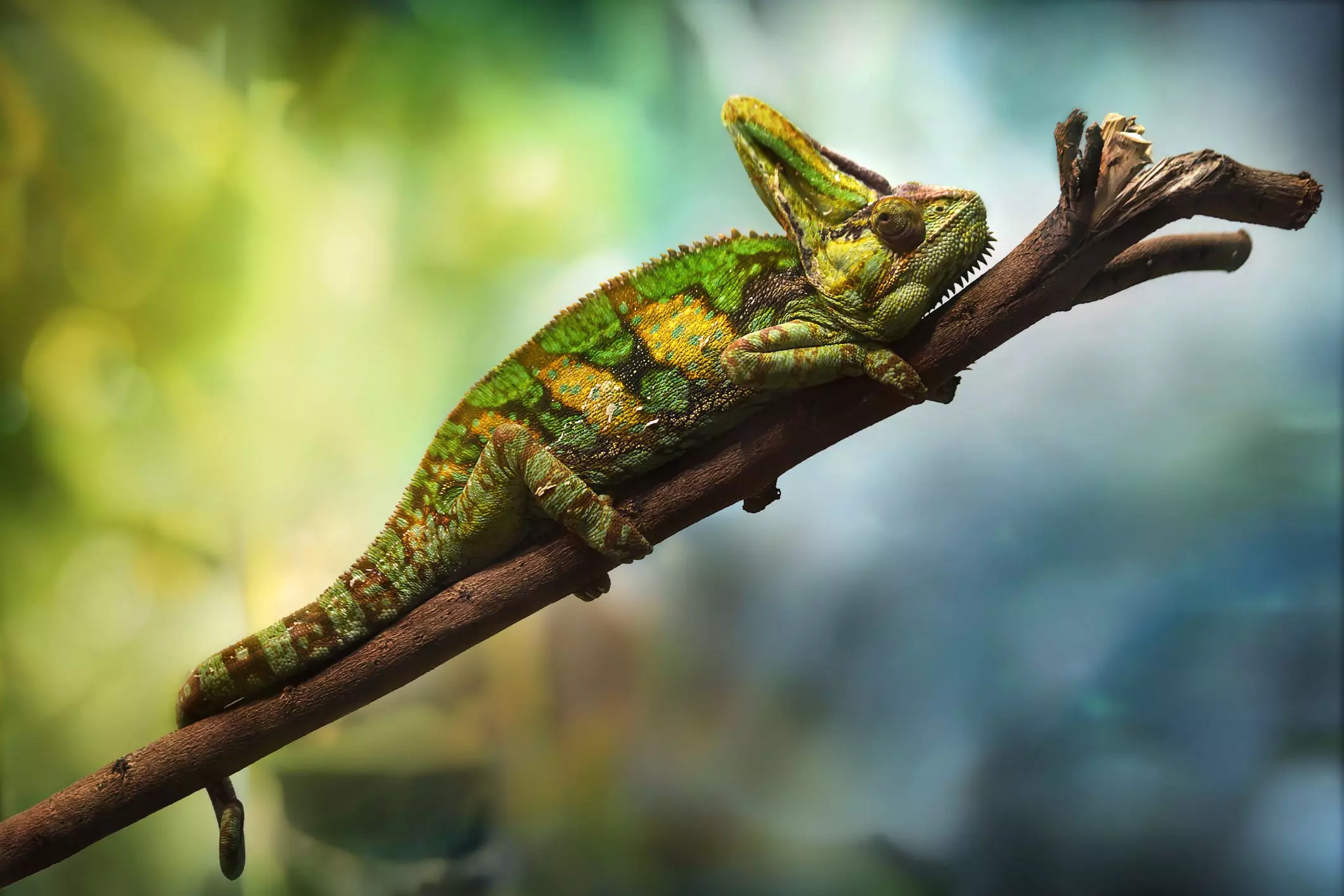 The Complete Guide to Caring for Veiled Chameleons: A Comprehensive Overview