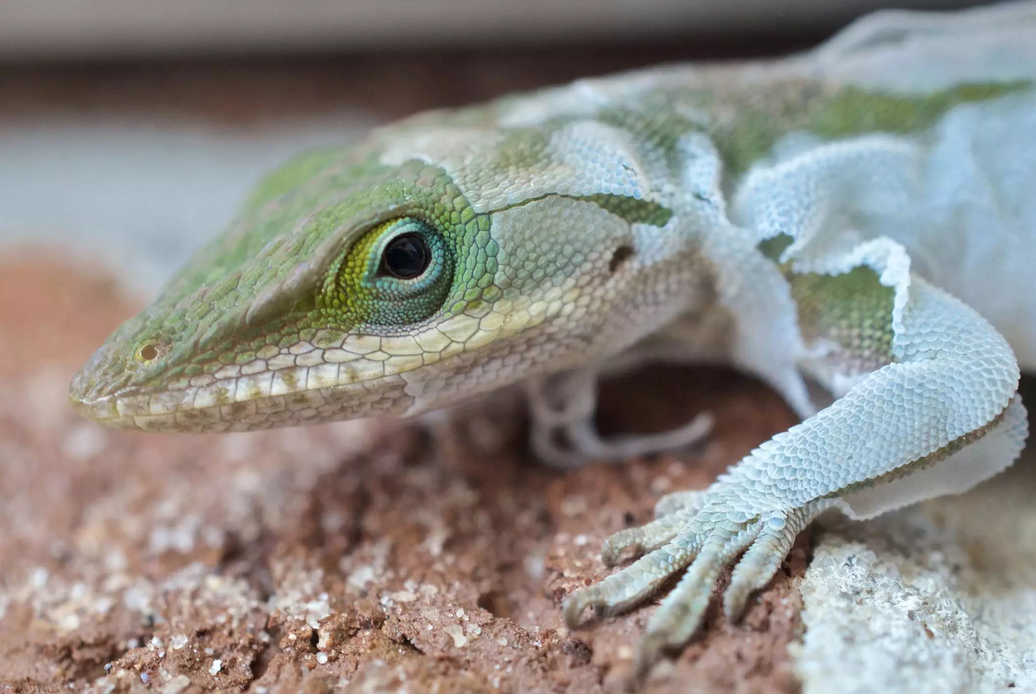 Understanding Dysecdysis in Reptiles: Causes, Symptoms, and Remedies