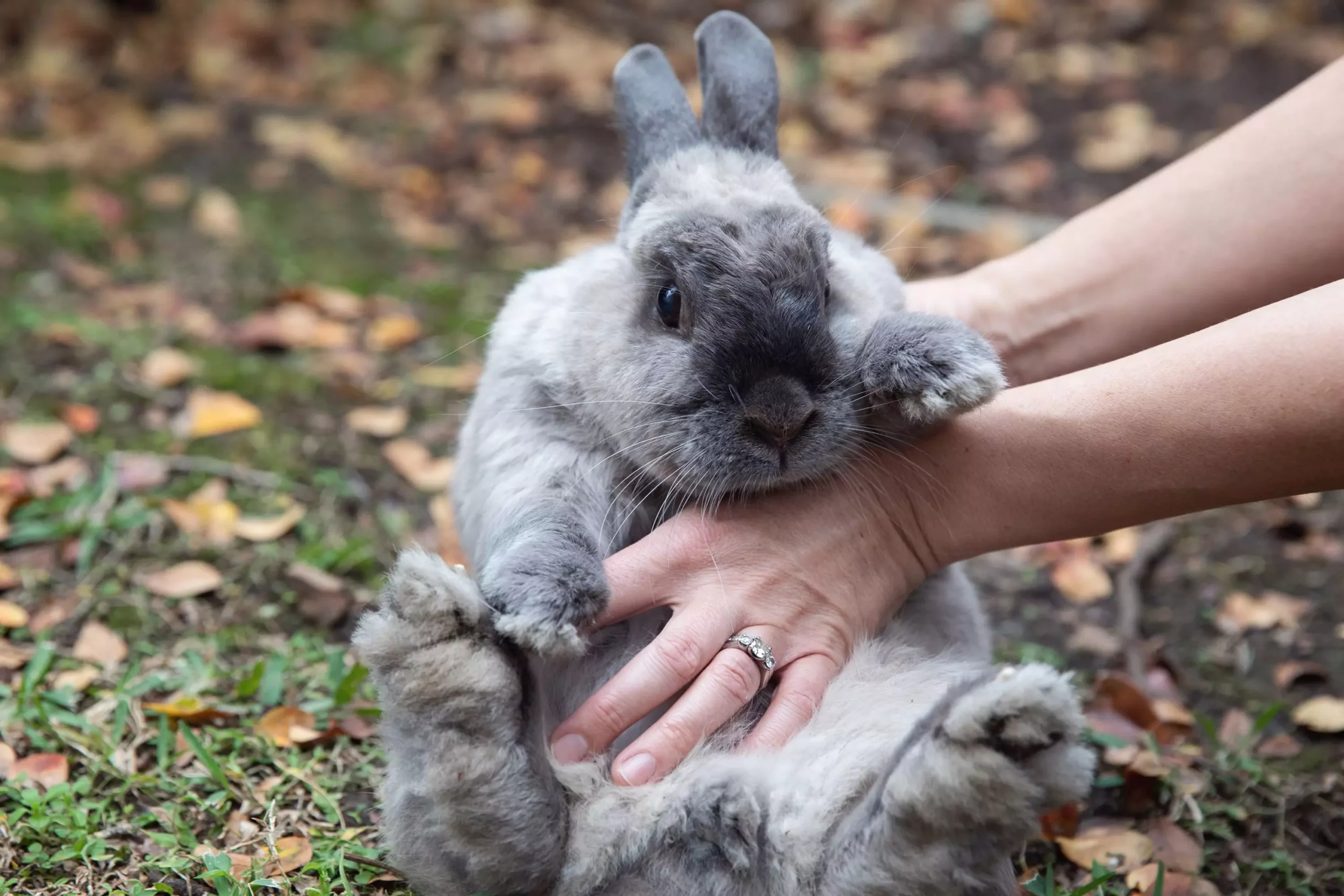 The True Cost of Caring for a Pet Rabbit: What You Need to Know