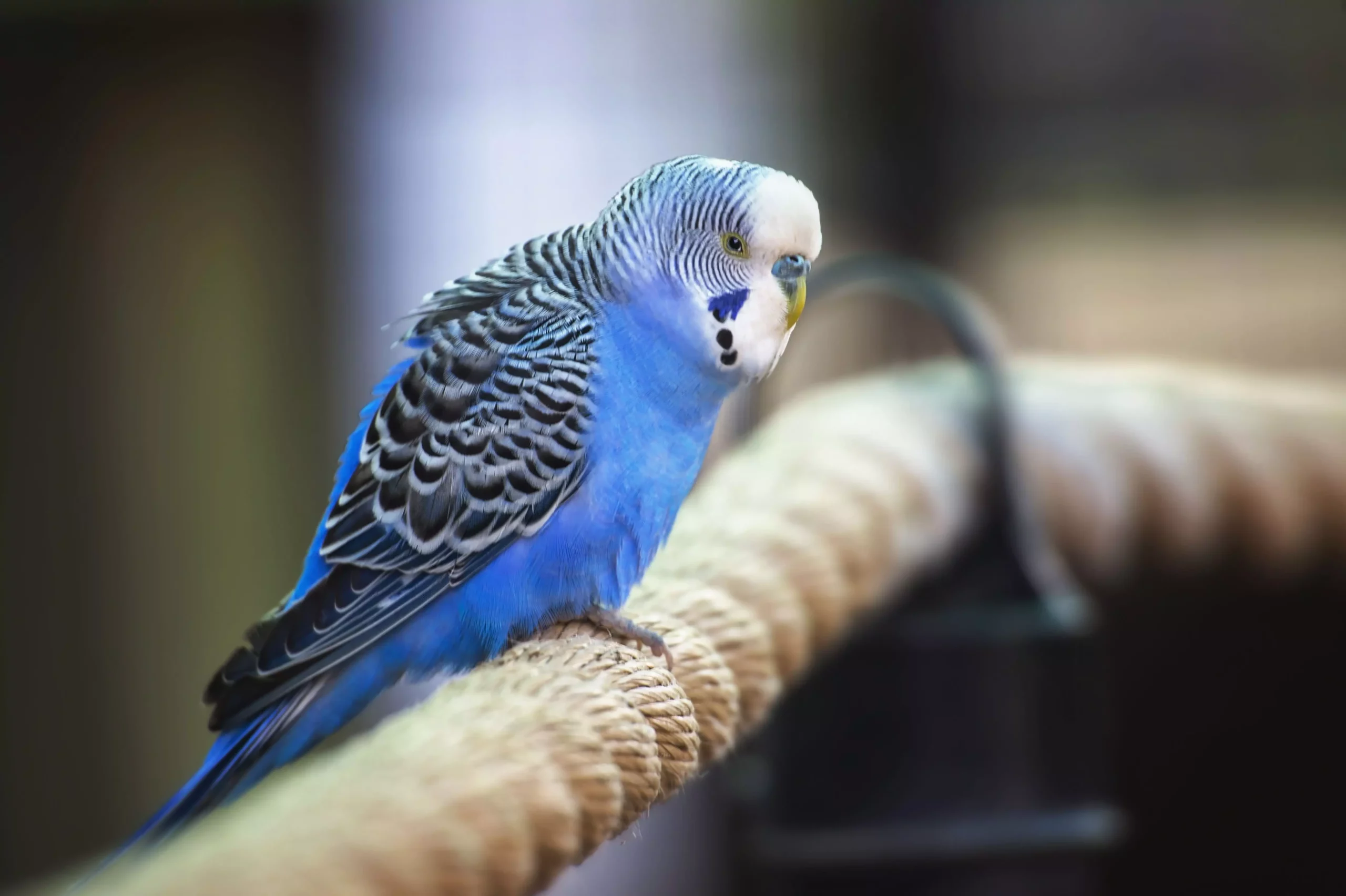 The World of Parakeets: Understanding Their Diversity and Care