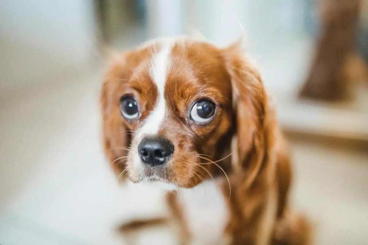 The Irresistible Language of Canine Eyes: Bridging Hearts and Souls