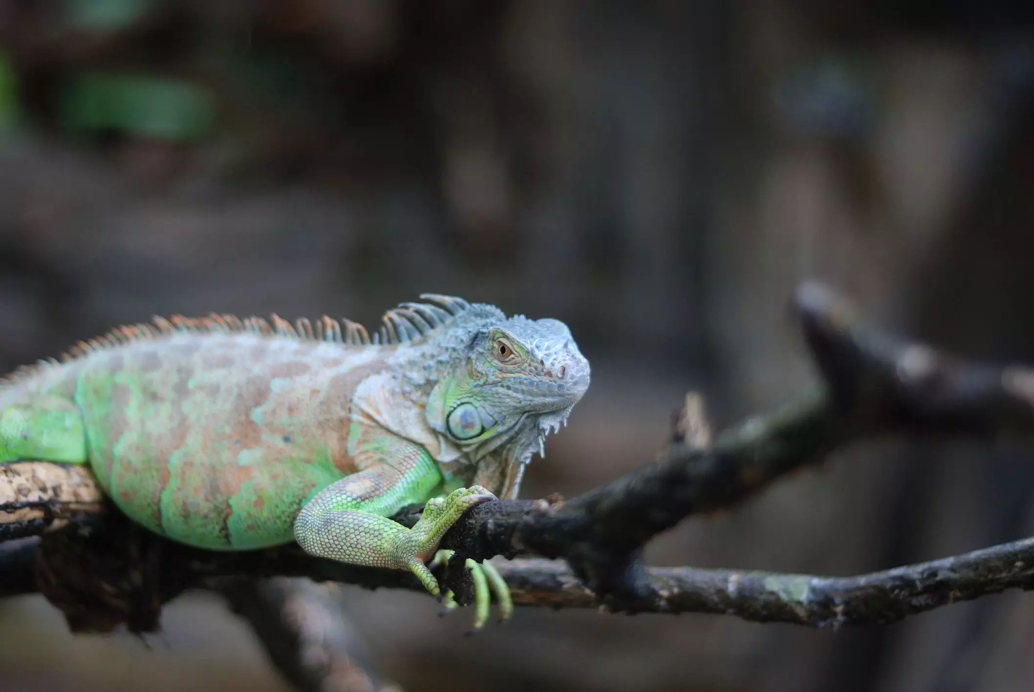 The Intricacies of Caring for Iguanas: A Comprehensive Guide