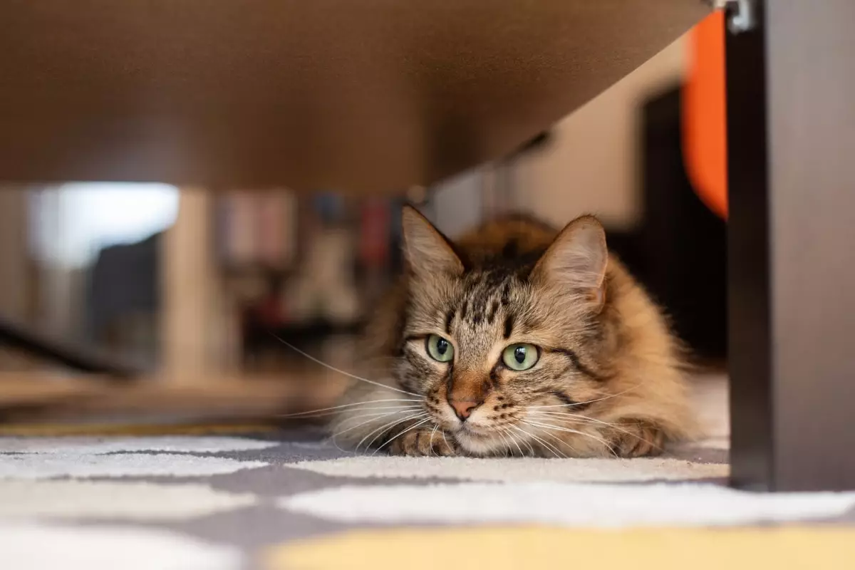 The Clever Cunning of Cats: Understanding Their Hidden Strategies