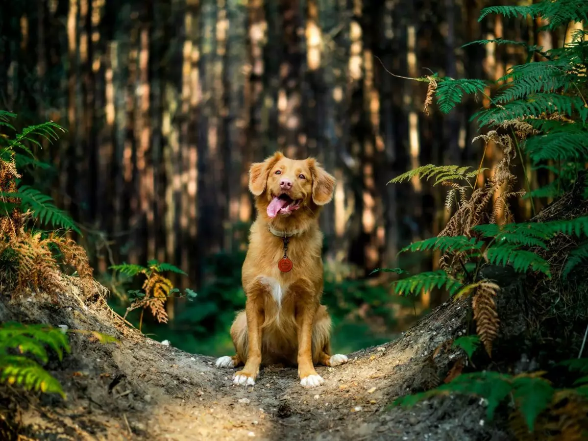 The Remarkable World of Dogs: More Than Just Companions