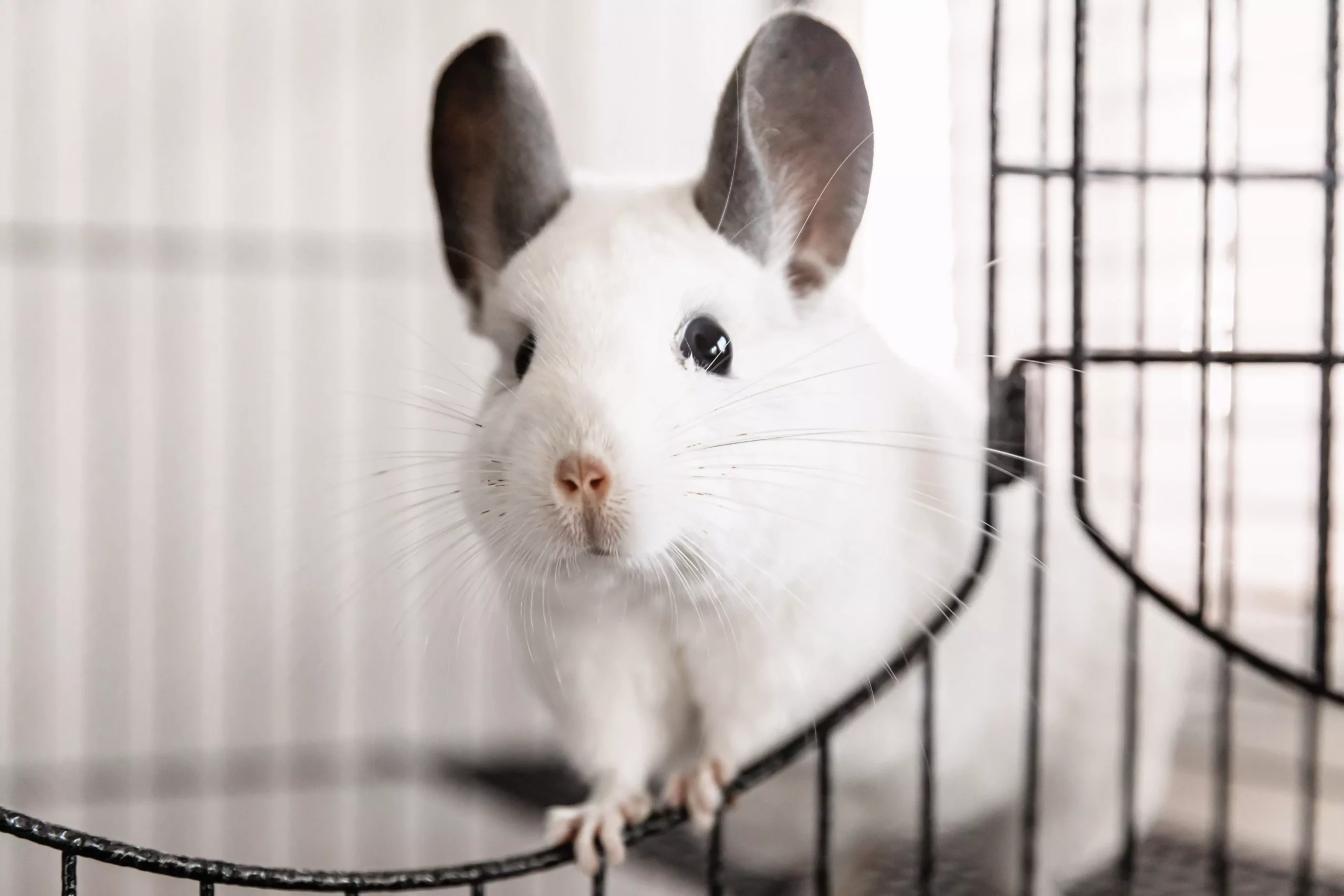 The Unique Charm of Chinchillas: A Comprehensive Guide to Caring for Your Furry Friend