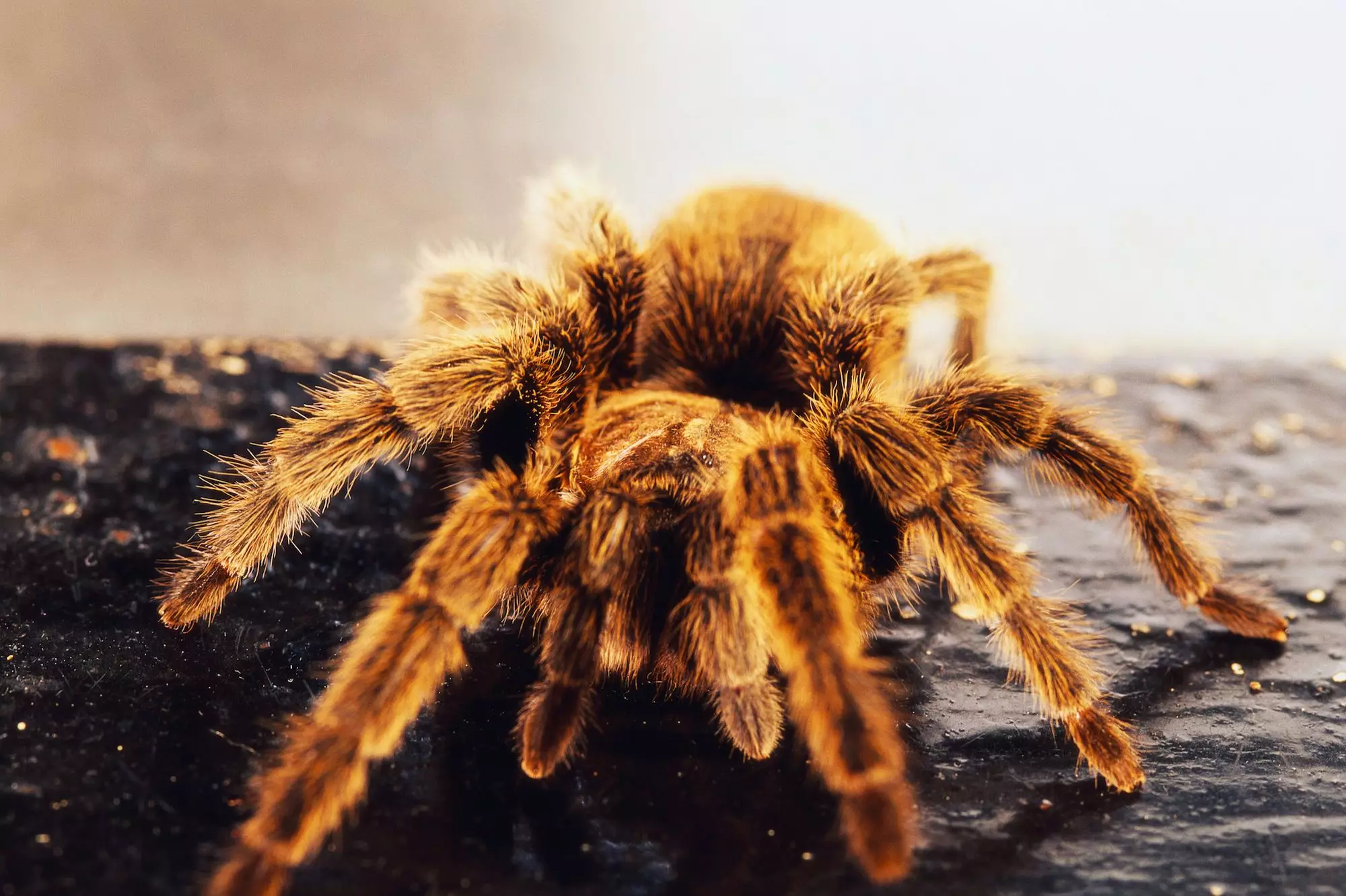 The Chilean Rose Tarantula: An Ideal Companion for Beginners