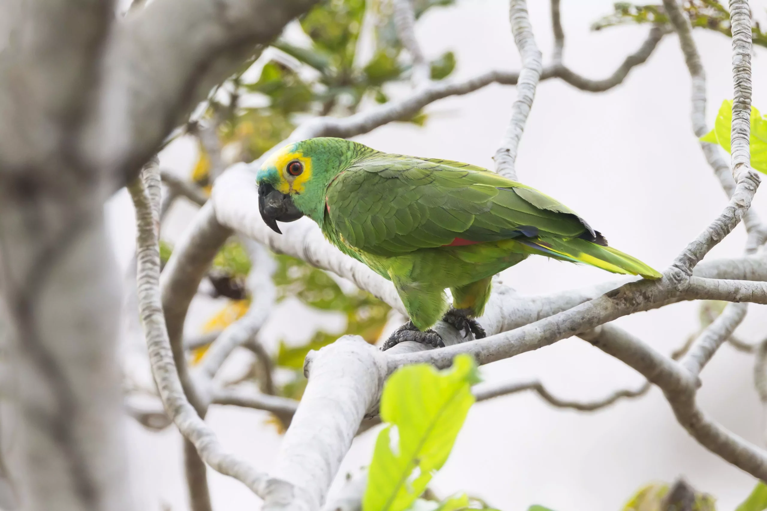 The Blue-Fronted Amazon Parrot: A Vibrant Companion for Enthusiasts