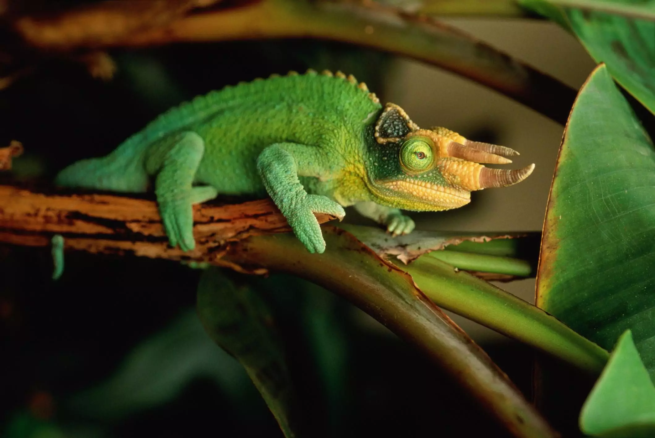 Understanding Jackson’s Chameleons: Care, Environment, and Health