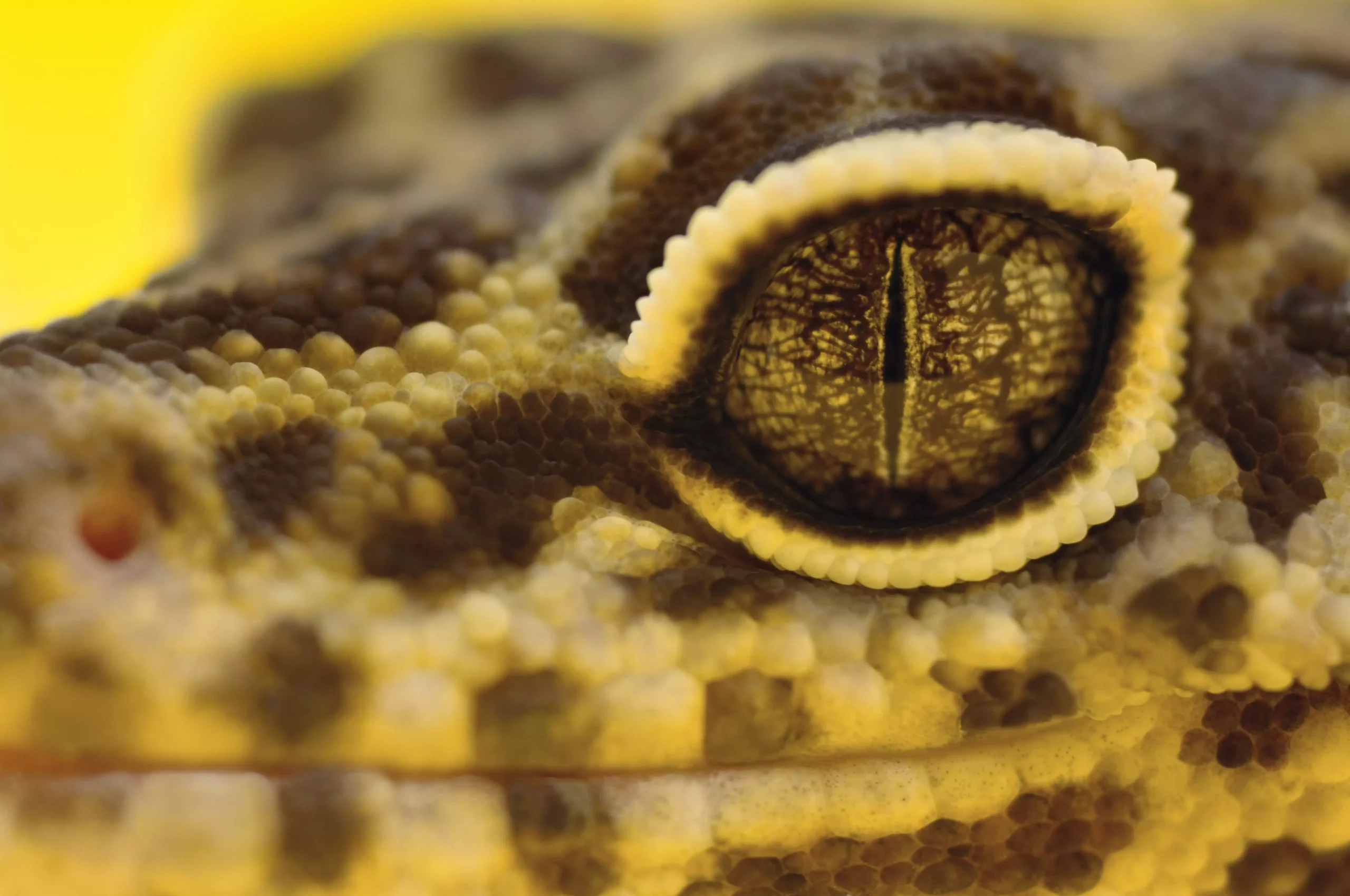 Understanding and Preventing Eye Issues in Leopard Geckos