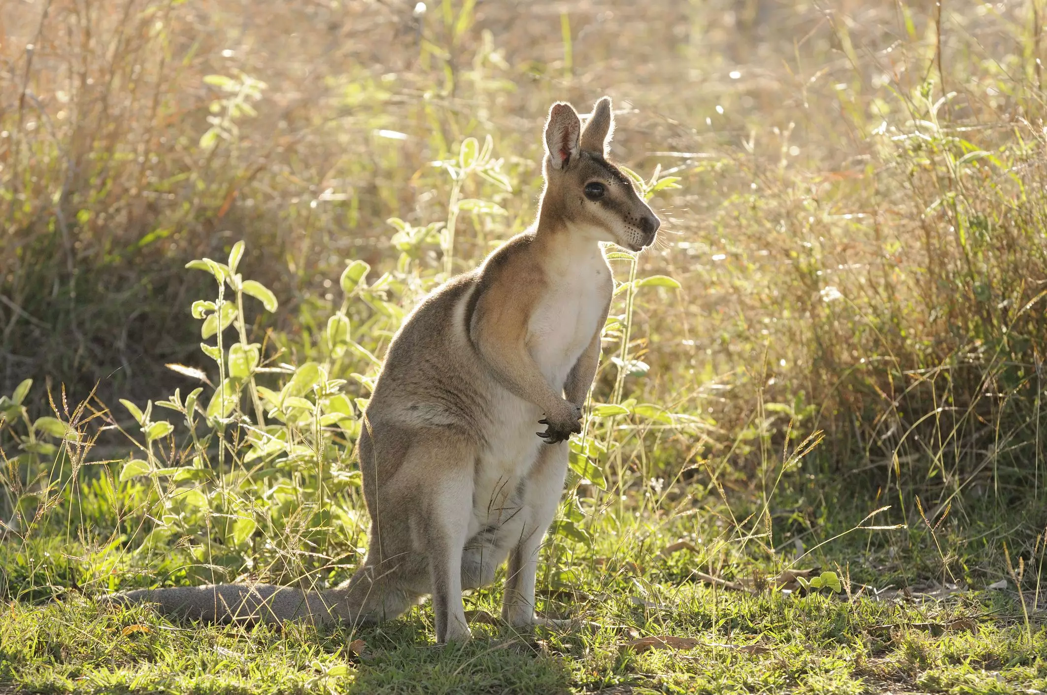 The Reality of Keeping Wallabies: A Critical Examination of Ownership