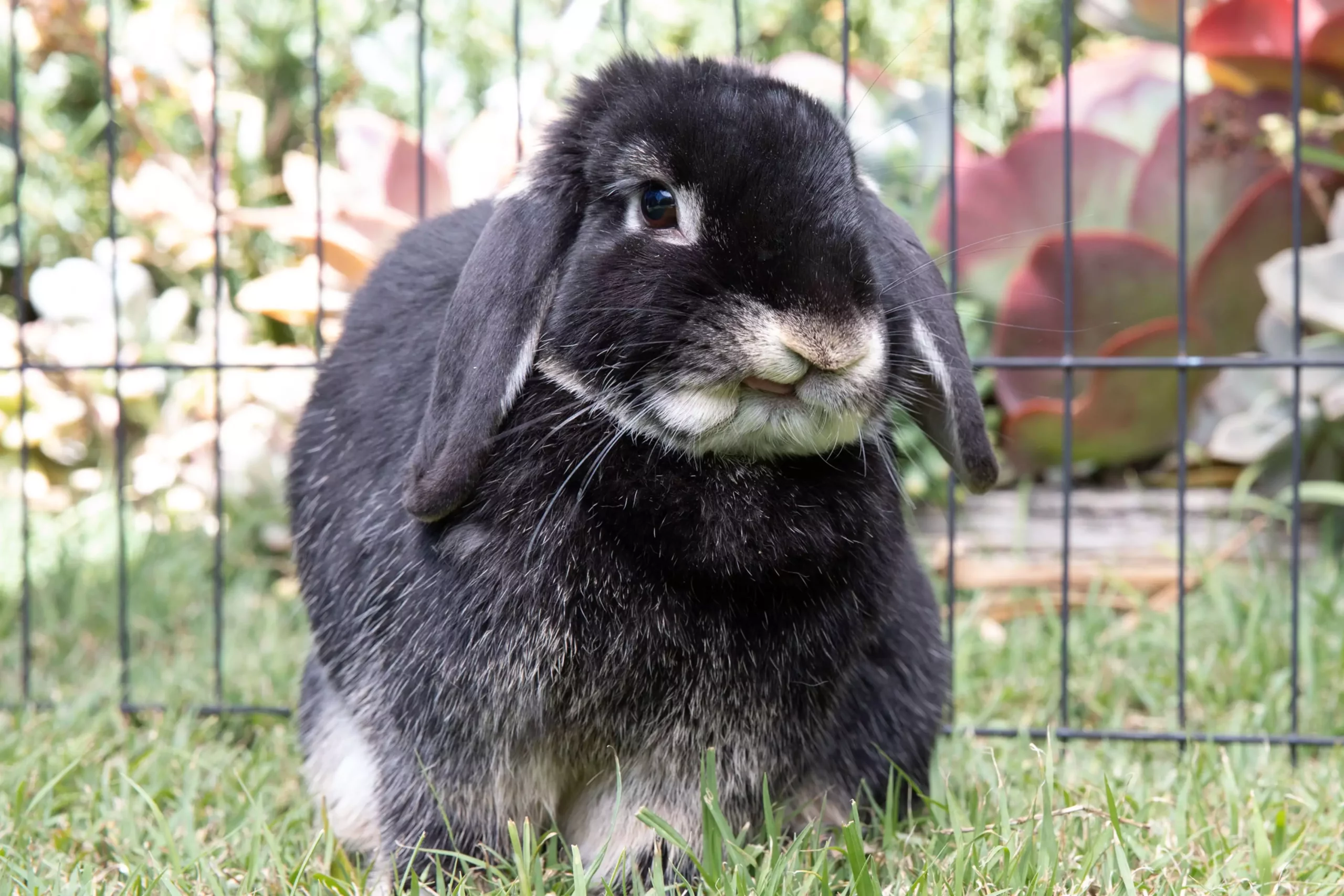 Understanding Rabbit Communication: Decoding Their Sounds and Behaviors