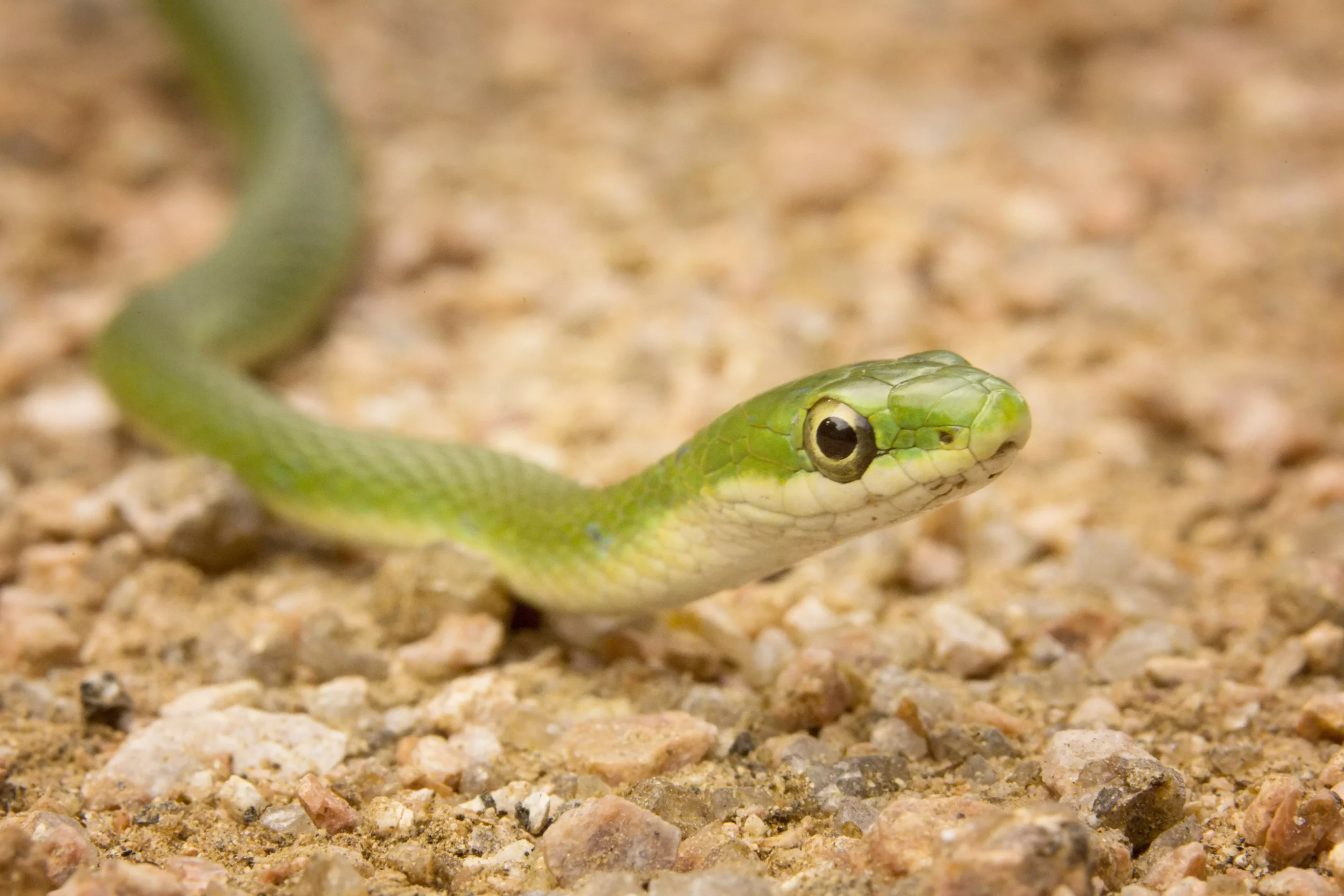 The Care of Green Snakes: What You Need to Know