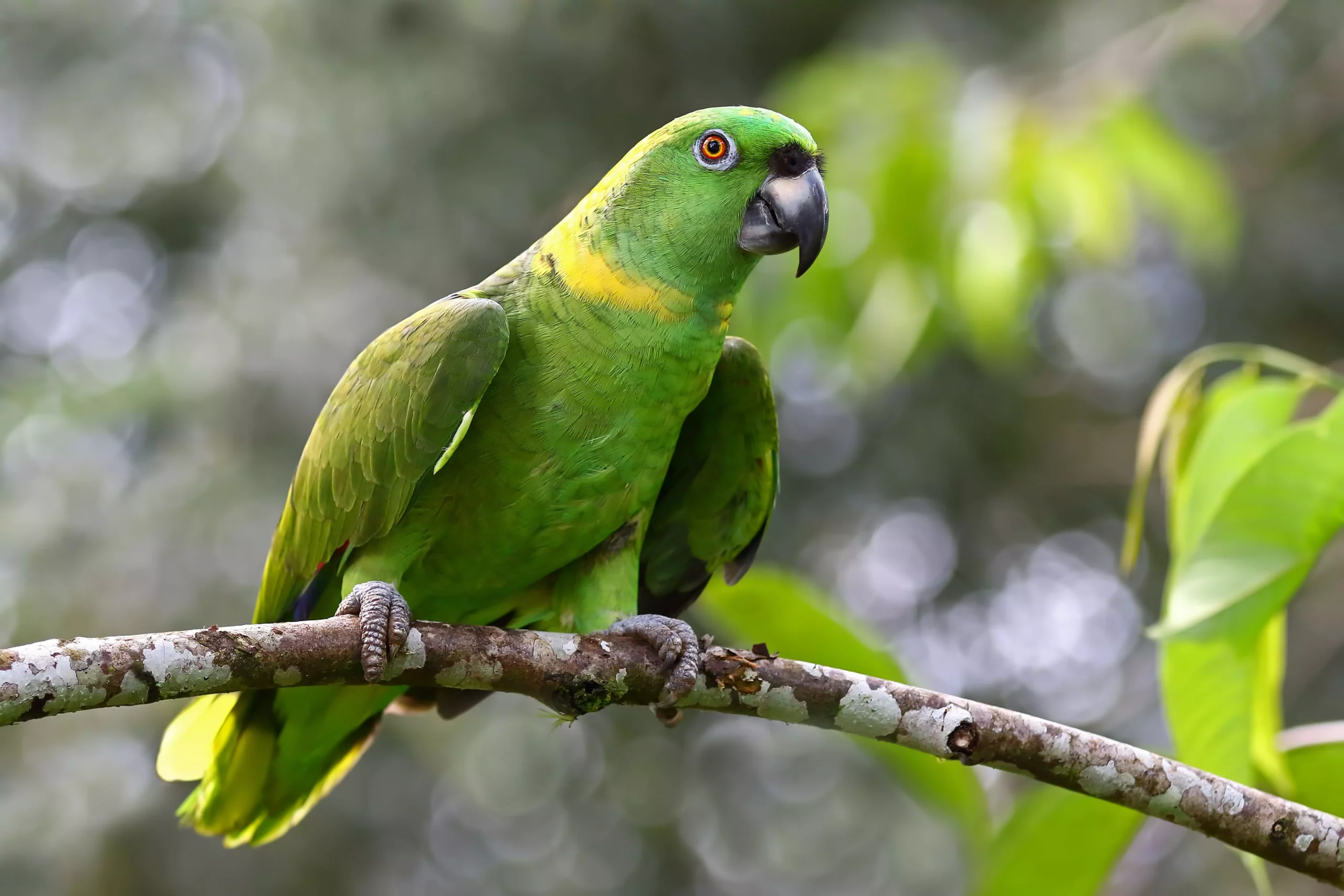 Understanding the Yellow-Naped Amazon Parrot: A Comprehensive Guide