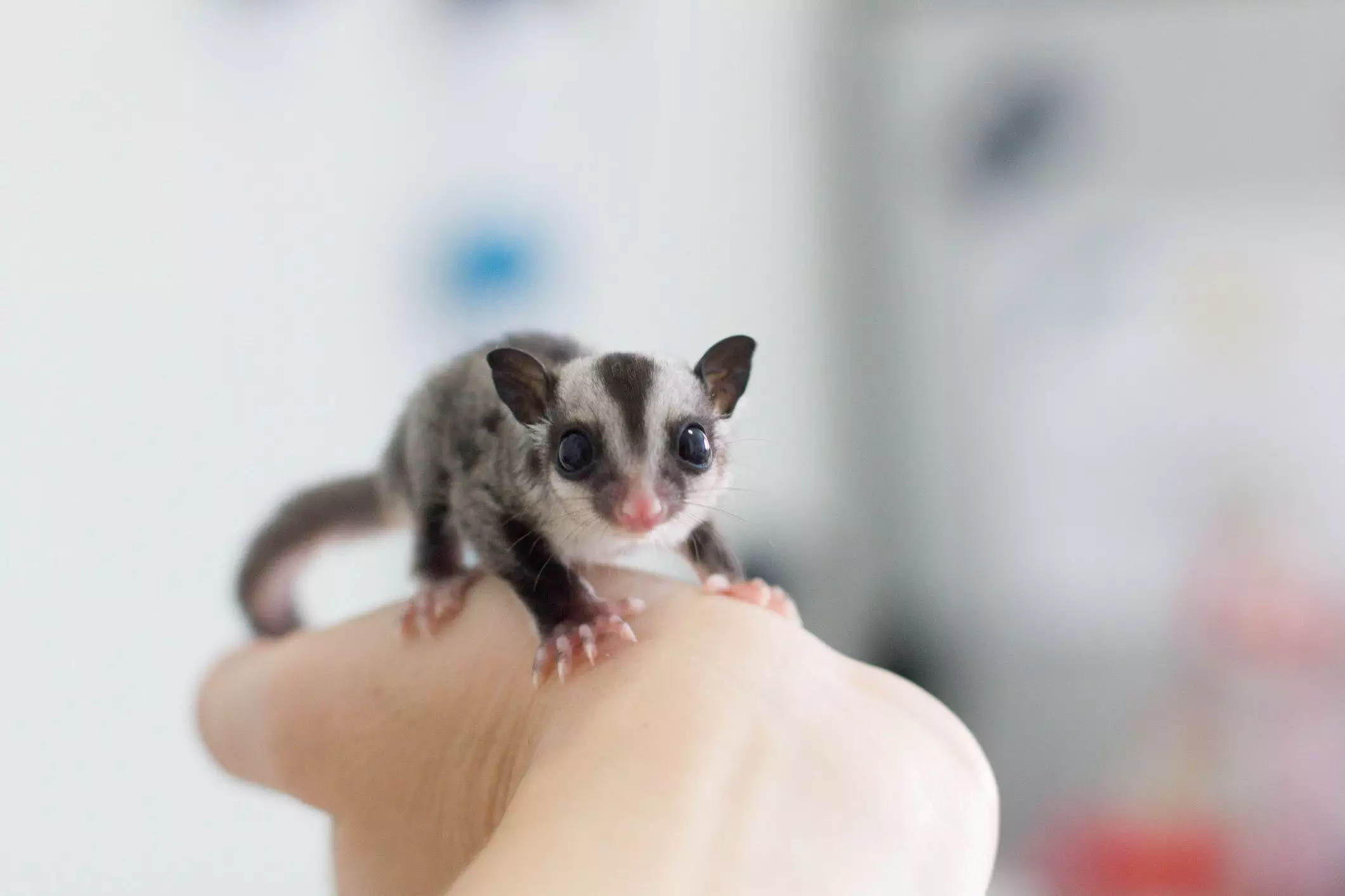 The Fascinating World of Sugar Gliders: Understanding Their Needs and Unique Traits