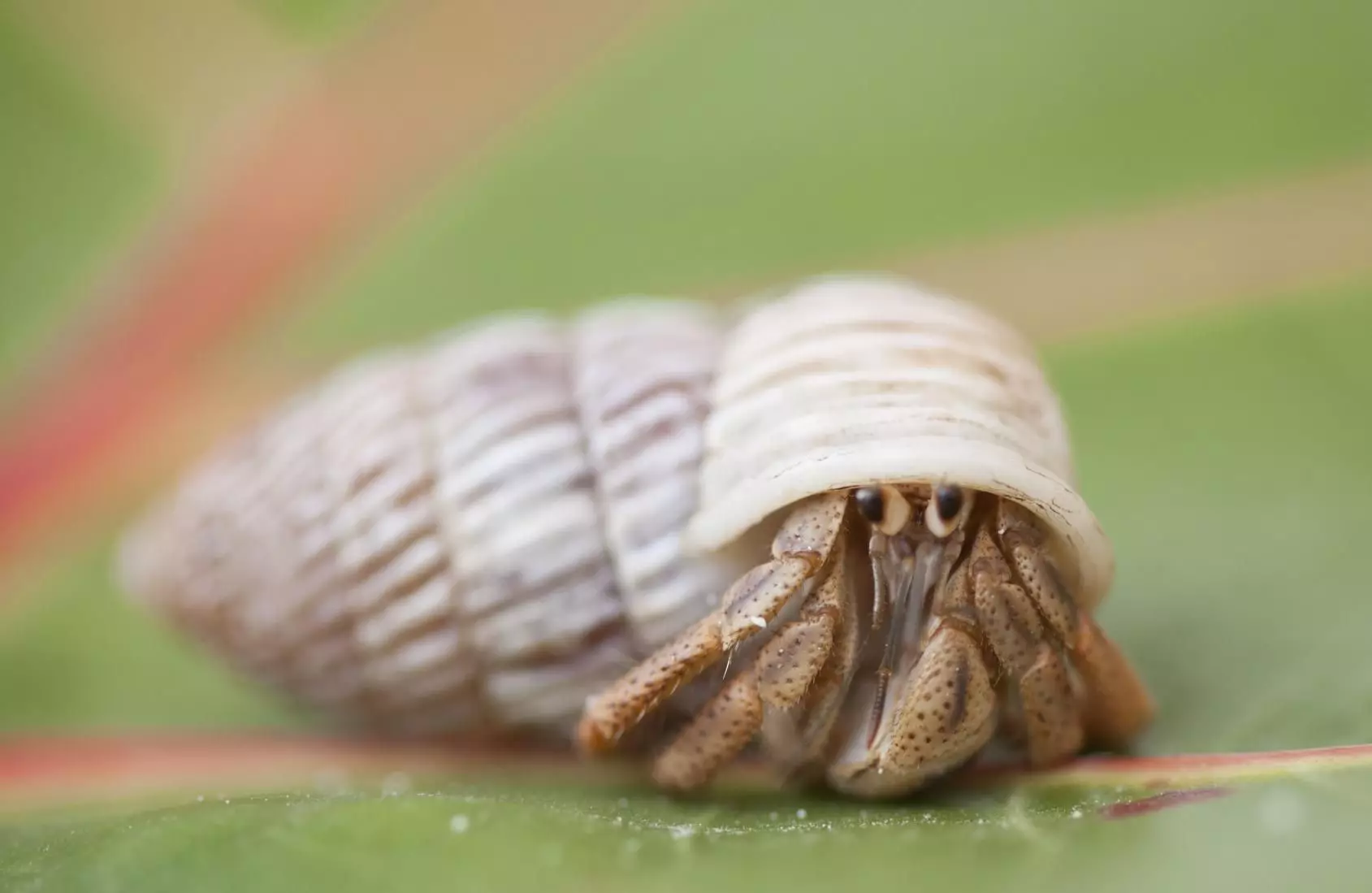 The Essential Guide to Feeding Your Hermit Crab