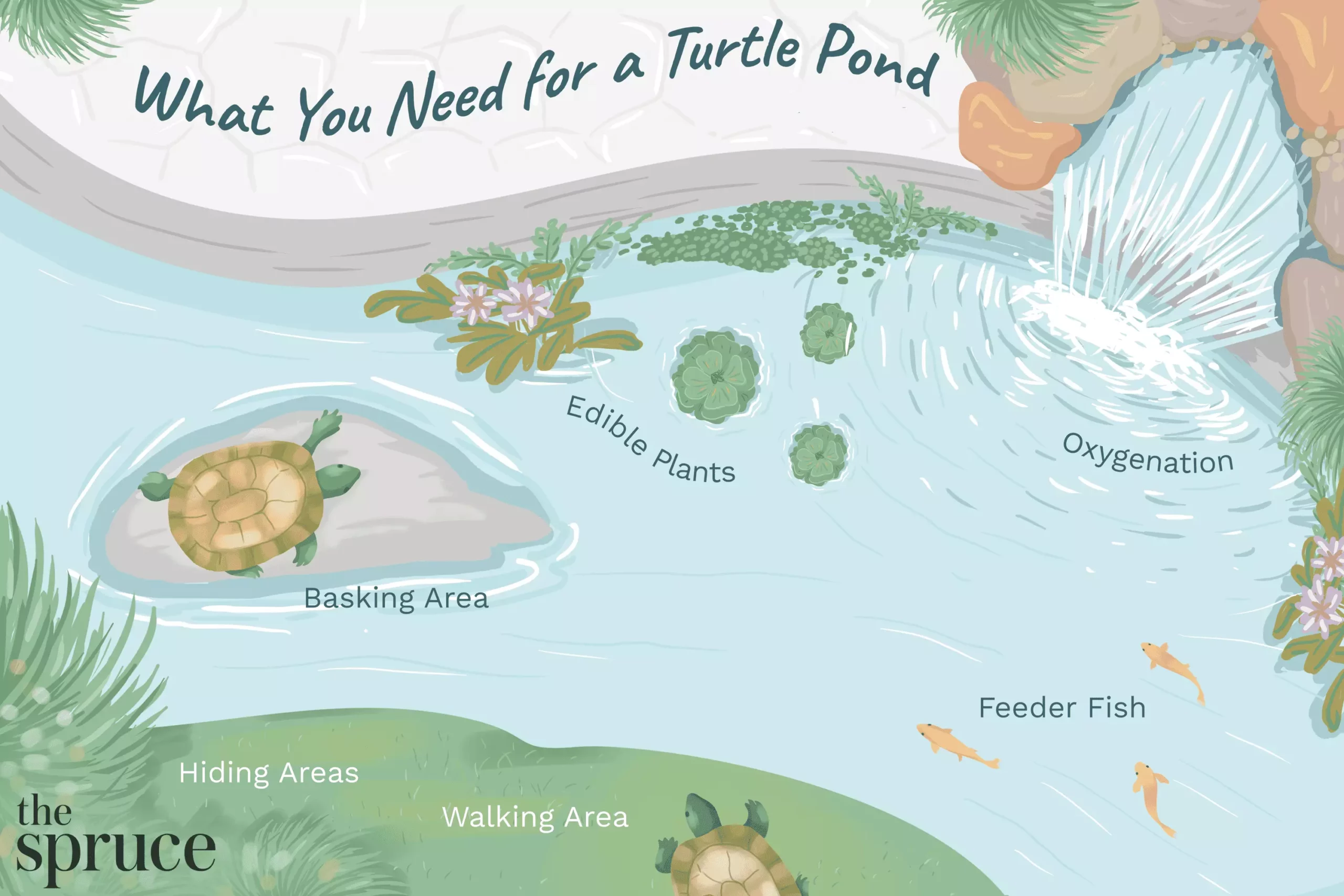 The Essential Guide to Caring for Aquatic Turtles: Habitat, Safety, and Hibernation