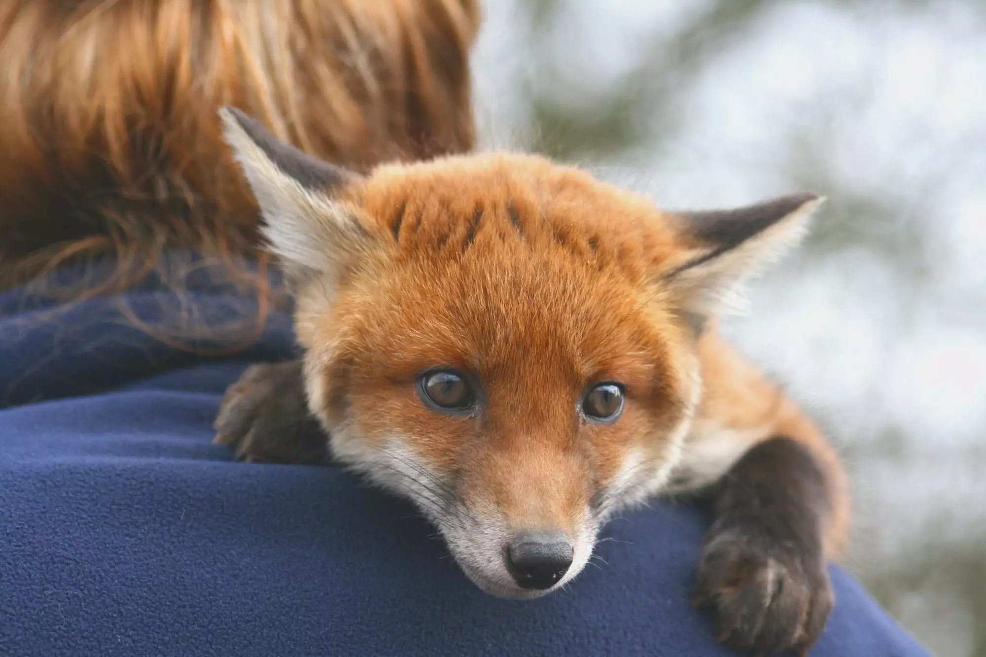 The Ideal Diet for Pet Foxes: A Comprehensive Guide