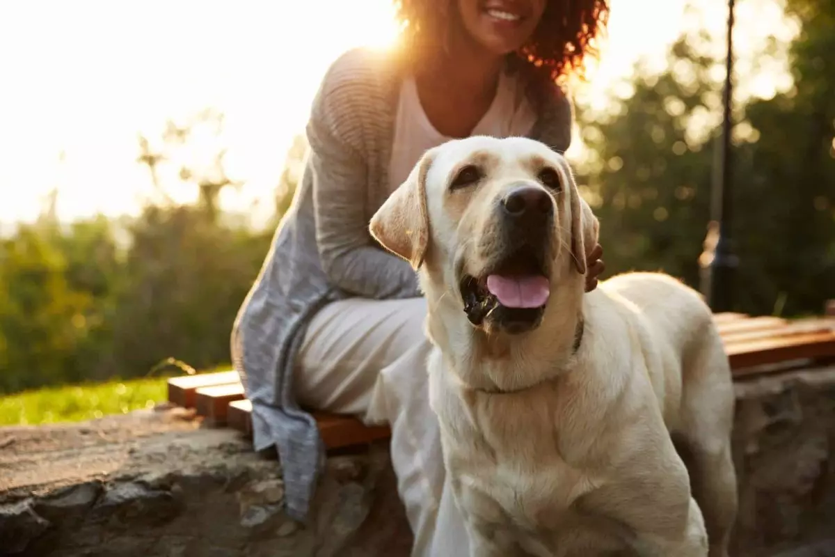 The Silent Language of Canine Affection