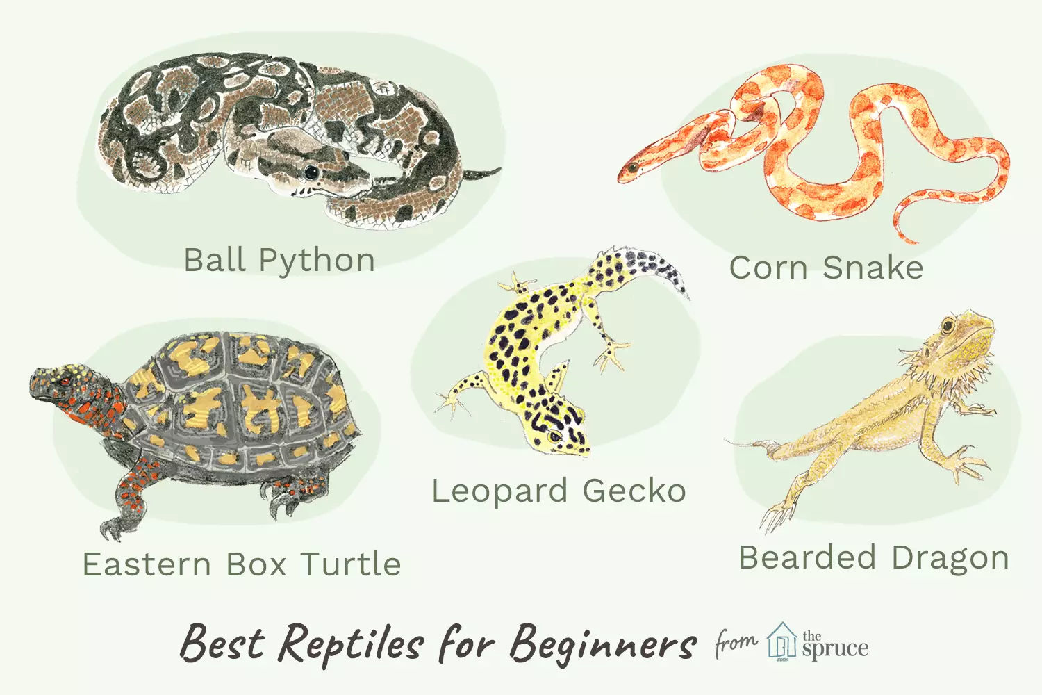 The Ultimate Guide to Choosing the Right Reptile as a Pet