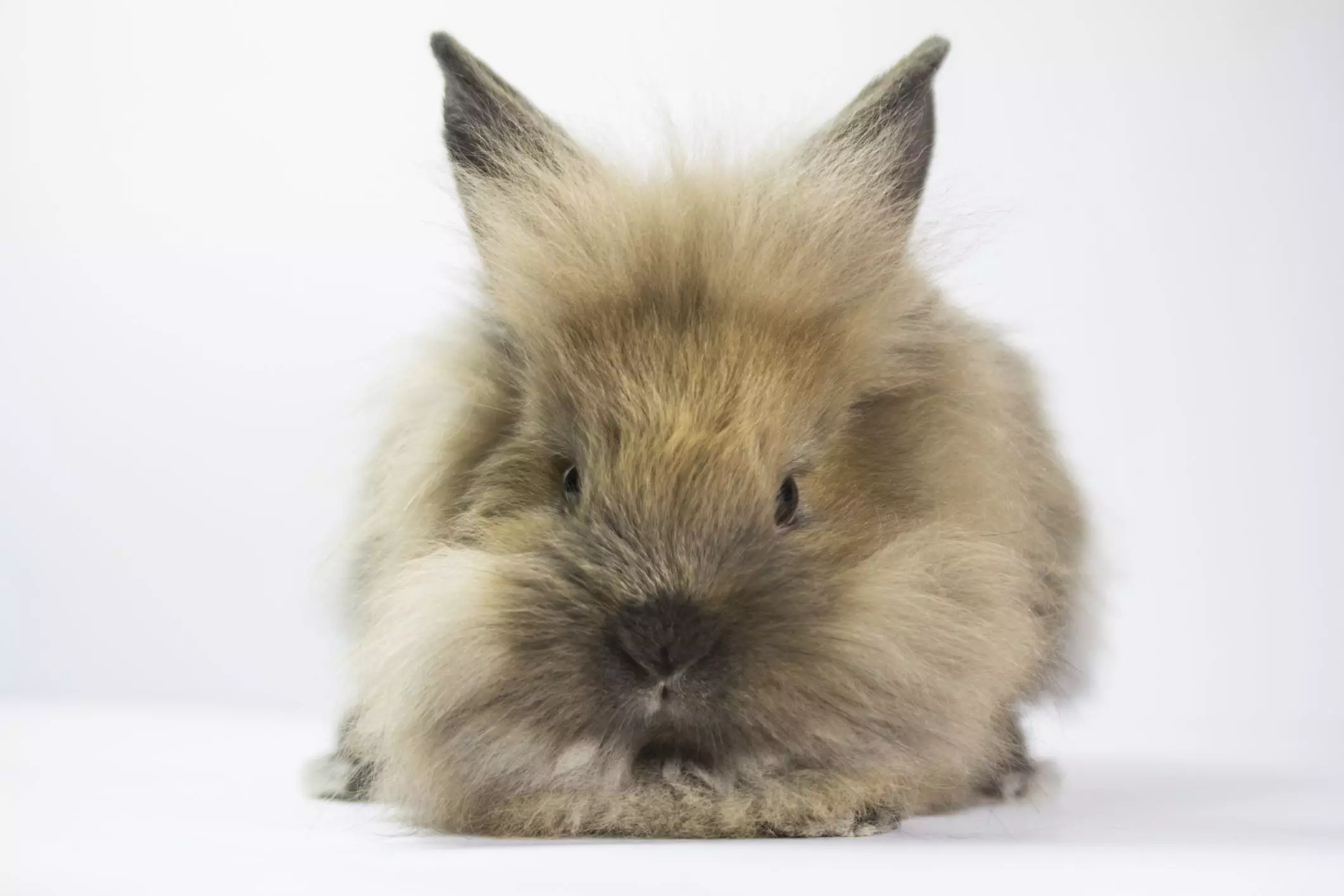 Understanding and Combatting Obesity in Pet Rabbits: A Comprehensive Guide