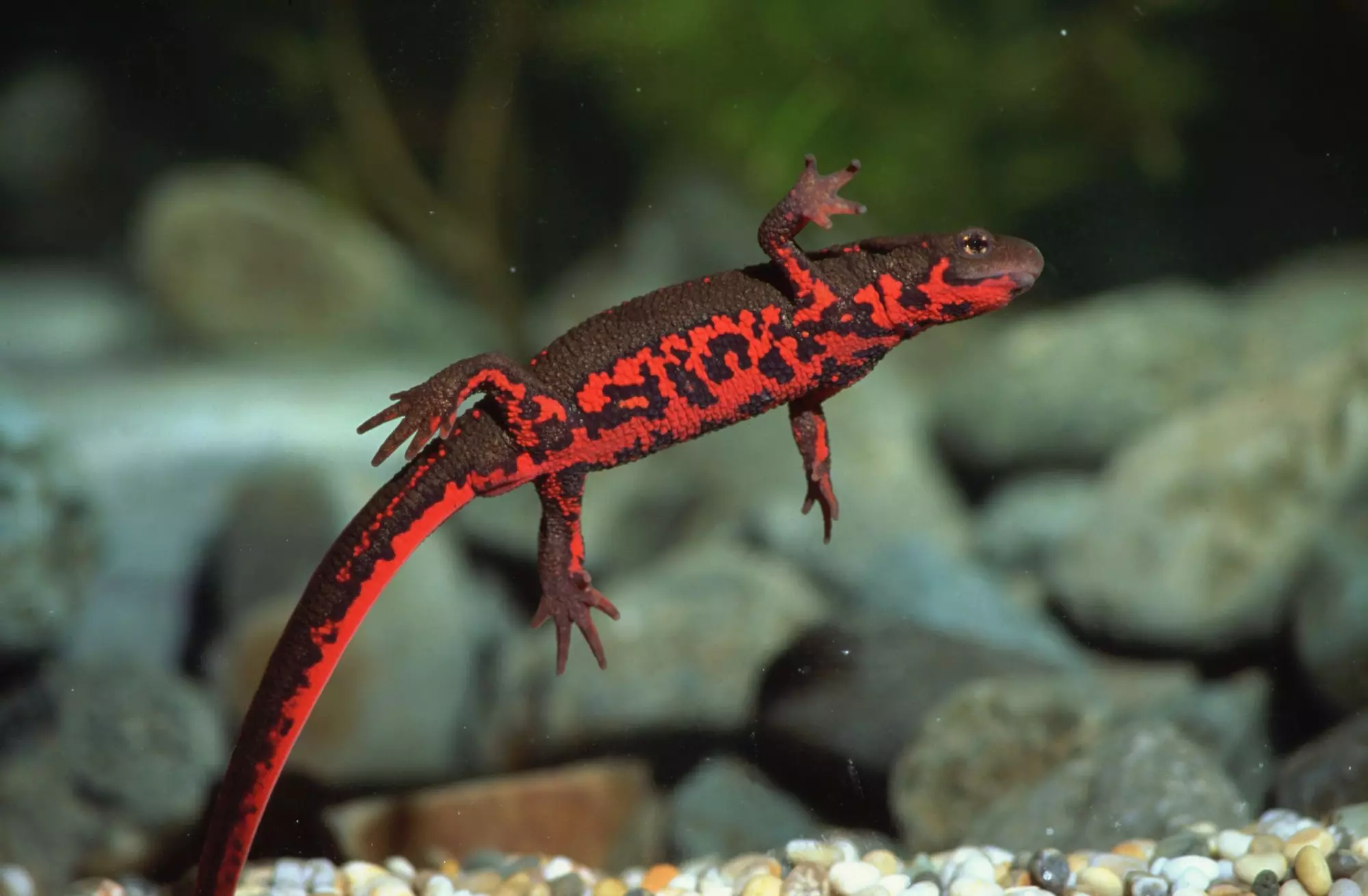 The Allure and Care of Fire Belly Newts: A Beginner’s Guide