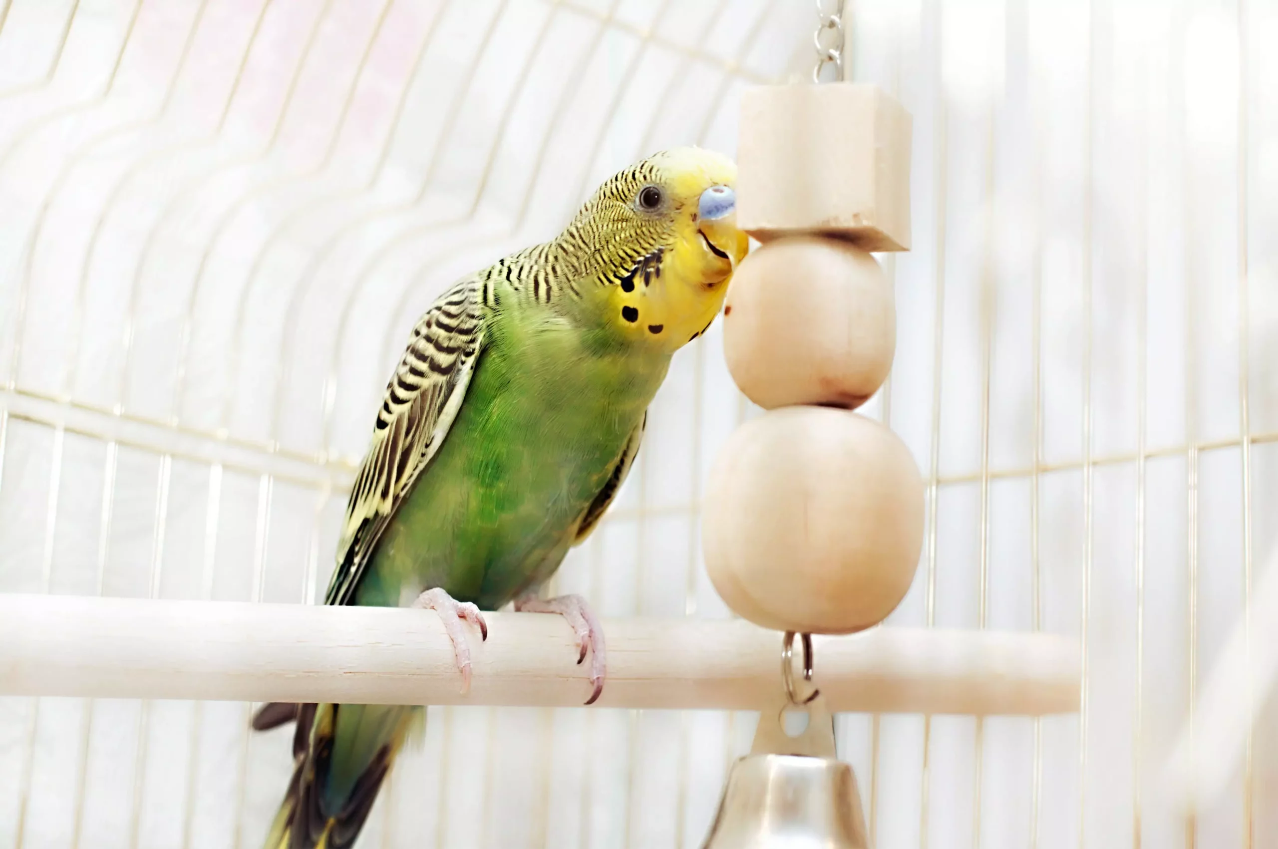 Enhancing Your Bird’s Life Through Interaction and Variety