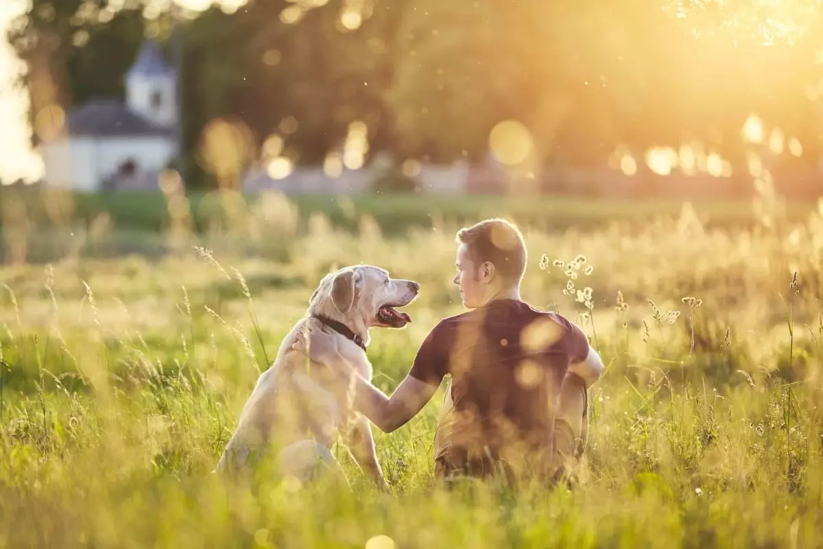 Radiant Companions: The Top Dog Breeds to Brighten Your Life