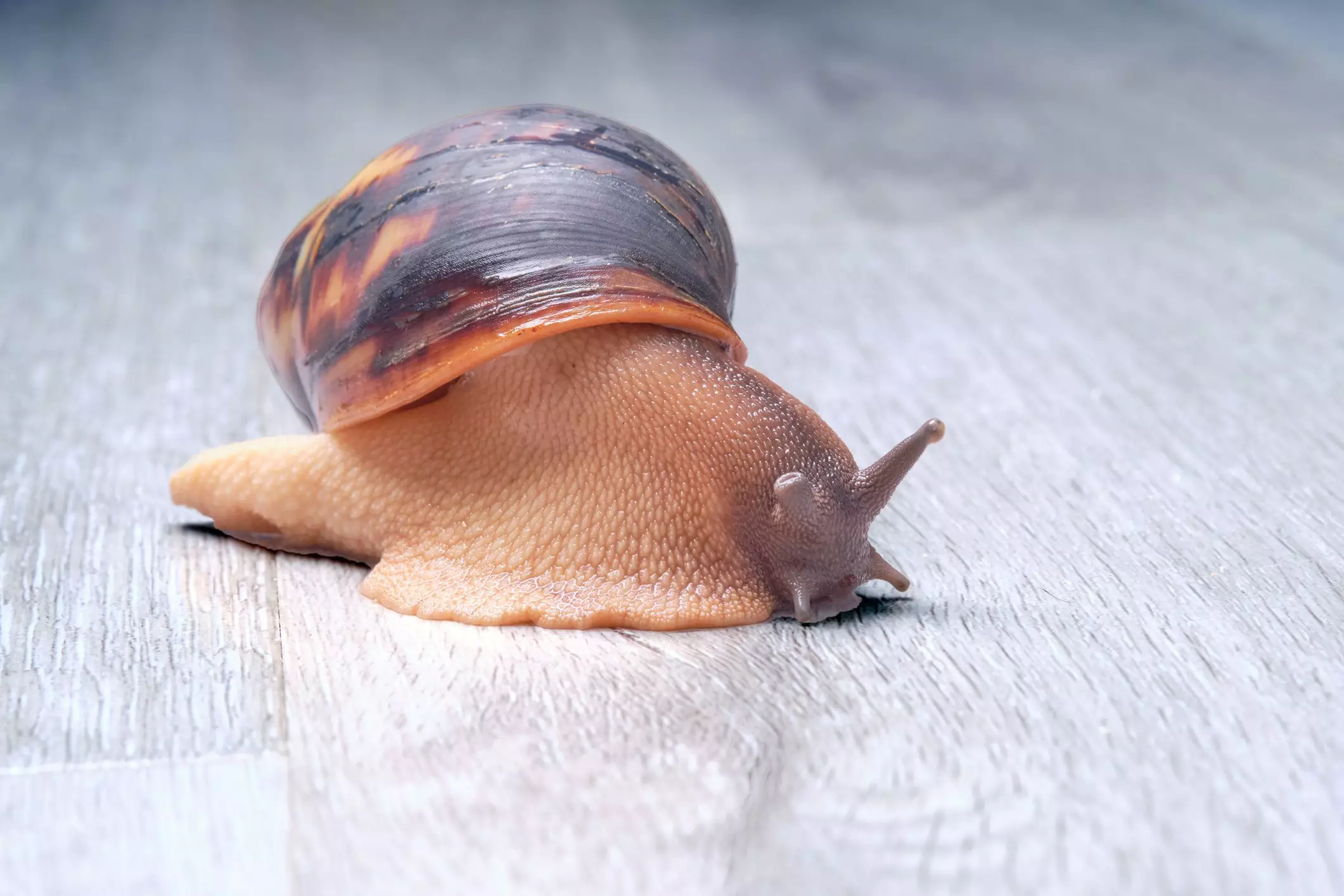 The Sleep Patterns and Care of Pet Snails: Understanding Their Unique Behaviors