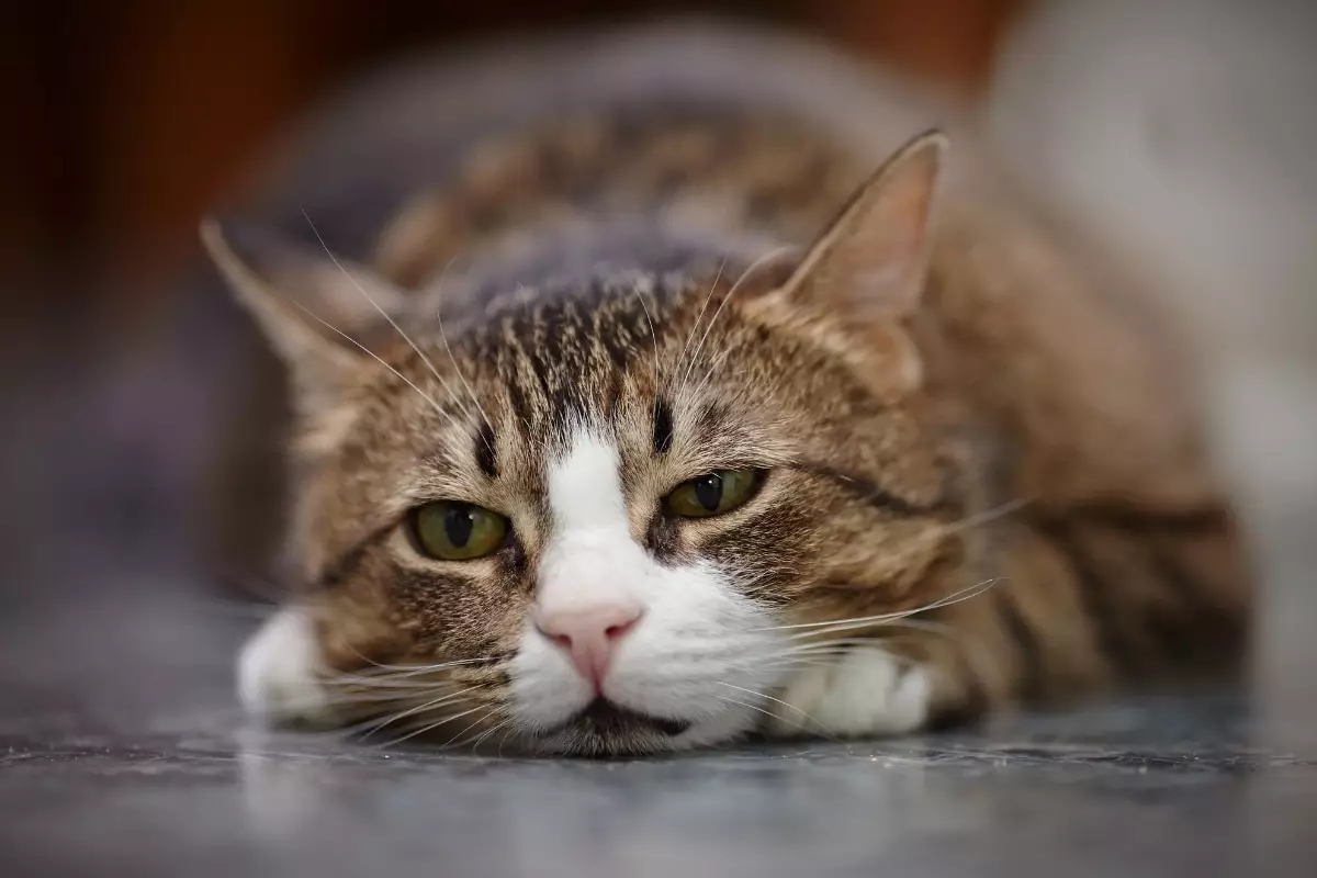 Understanding Feline Loneliness: Signs Your Cat Needs More Attention