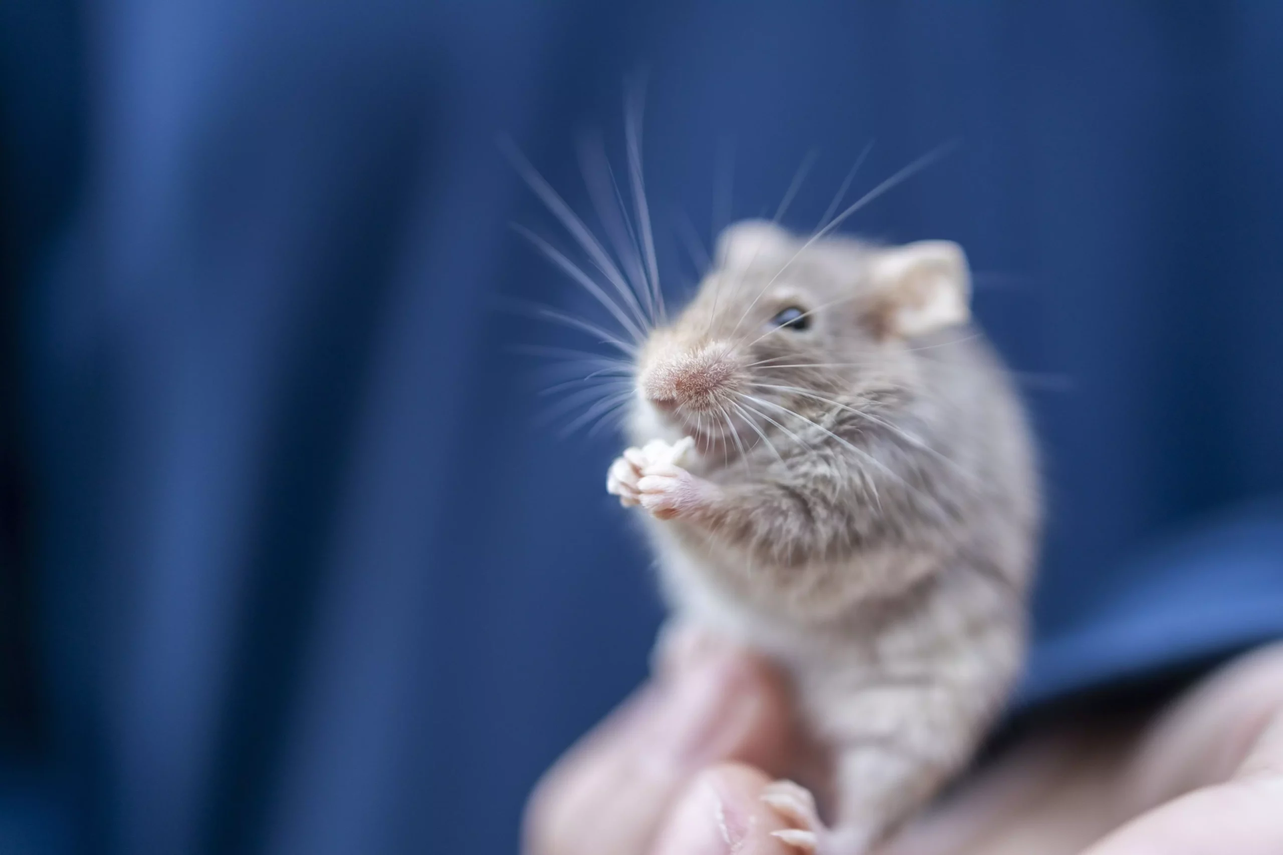 Understanding Pet Mice: A Comprehensive Guide to Their Care and Keeping