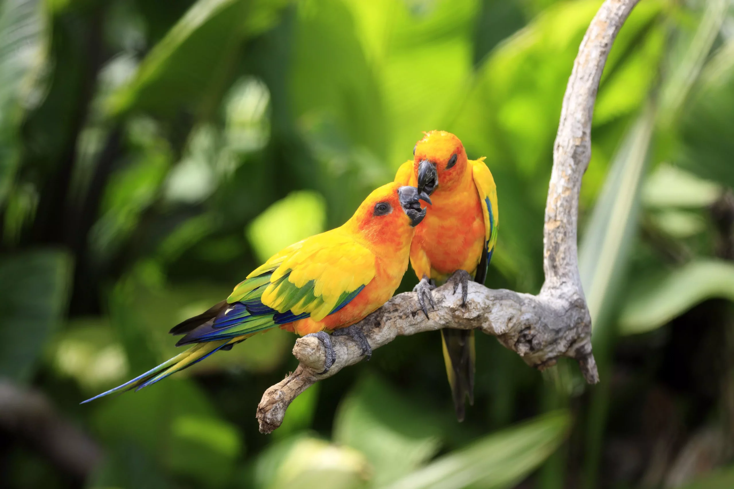 The Vibrant World of Red Parrots: Care, Characteristics, and Companionship