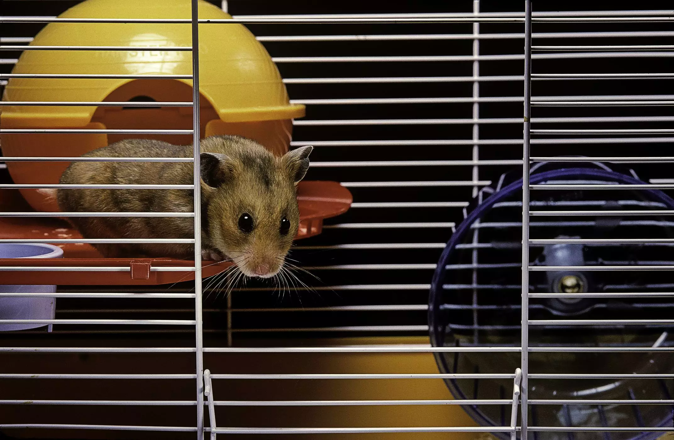 The Ultimate Guide to Choosing the Perfect Cage for Your Syrian Hamster