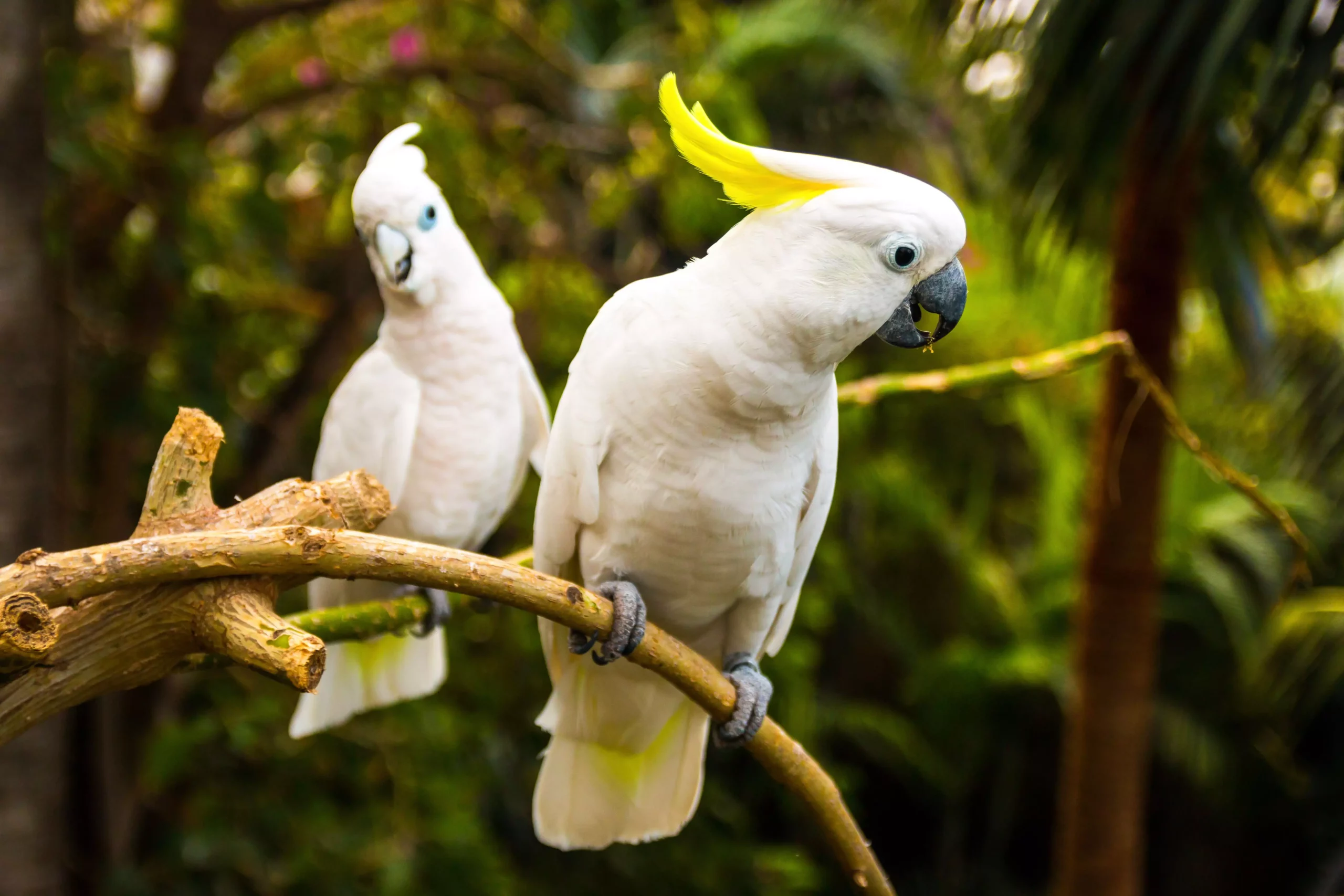 The Enchanting World of Cockatoos: Companionship and Care