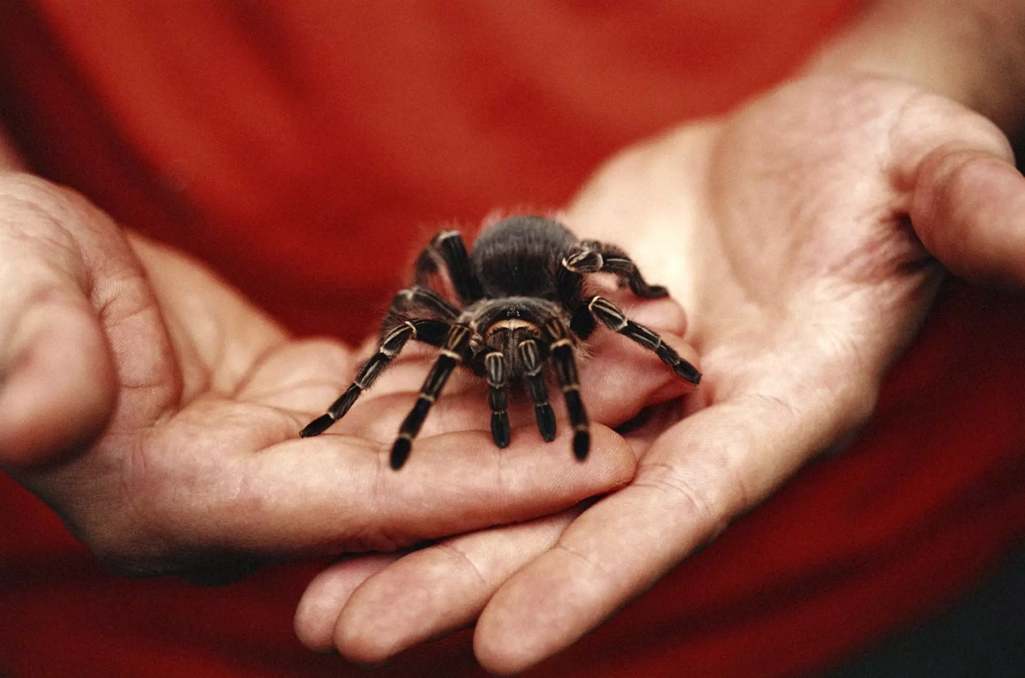 The Allure and Responsibilities of Keeping Insects and Spiders as Pets