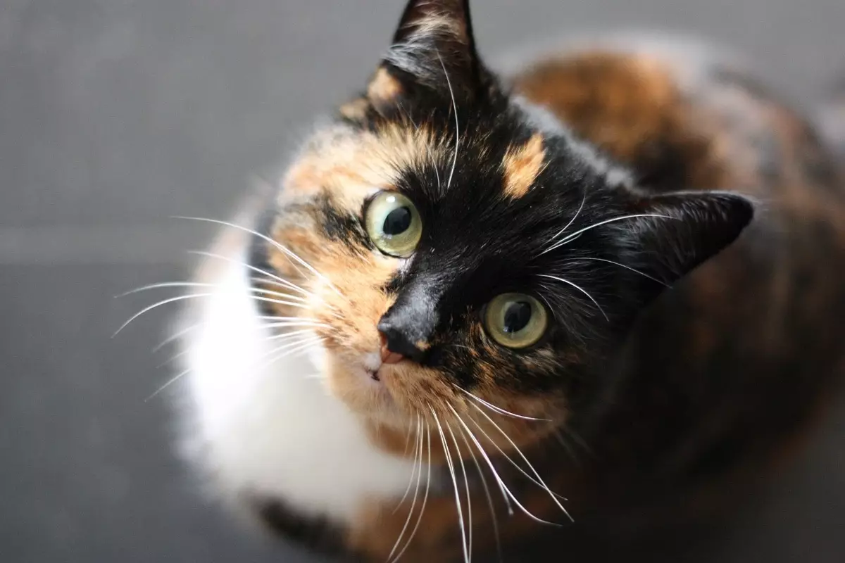 Exploring the Tranquil Personalities of Introverted Cat Breeds