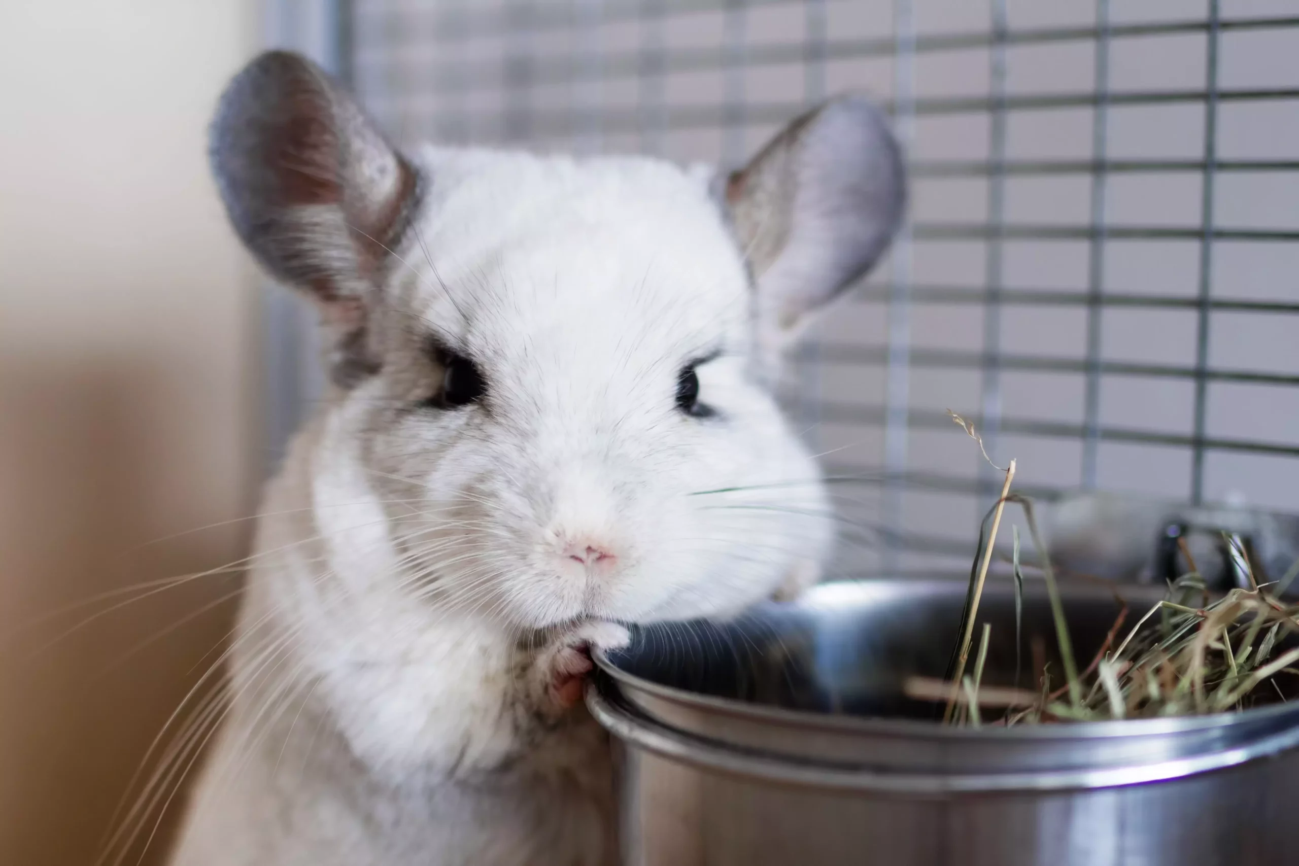 The Chinchilla: A Unique Companion with Special Needs