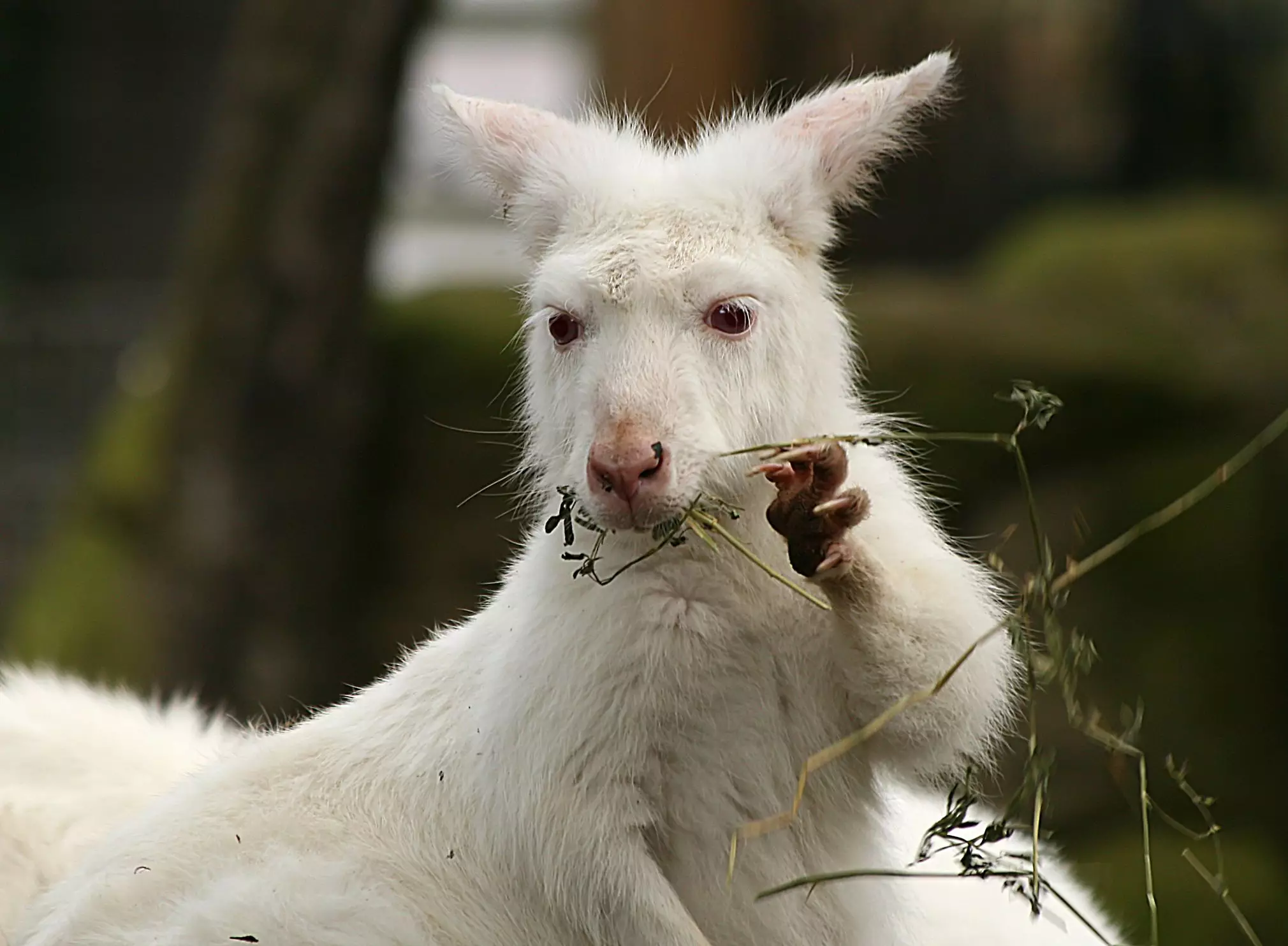 The Challenges and Responsibilities of Owning a Wallaroo as a Pet