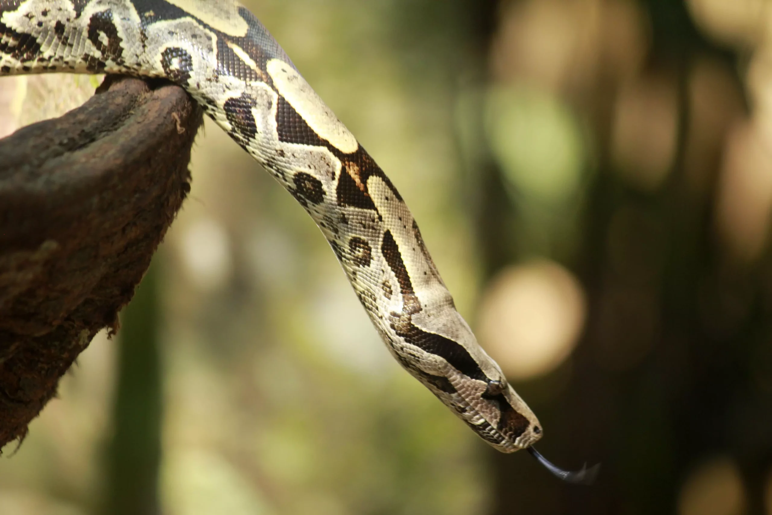 The Majestic Boa Constrictor: A Comprehensive Guide to Care and Considerations