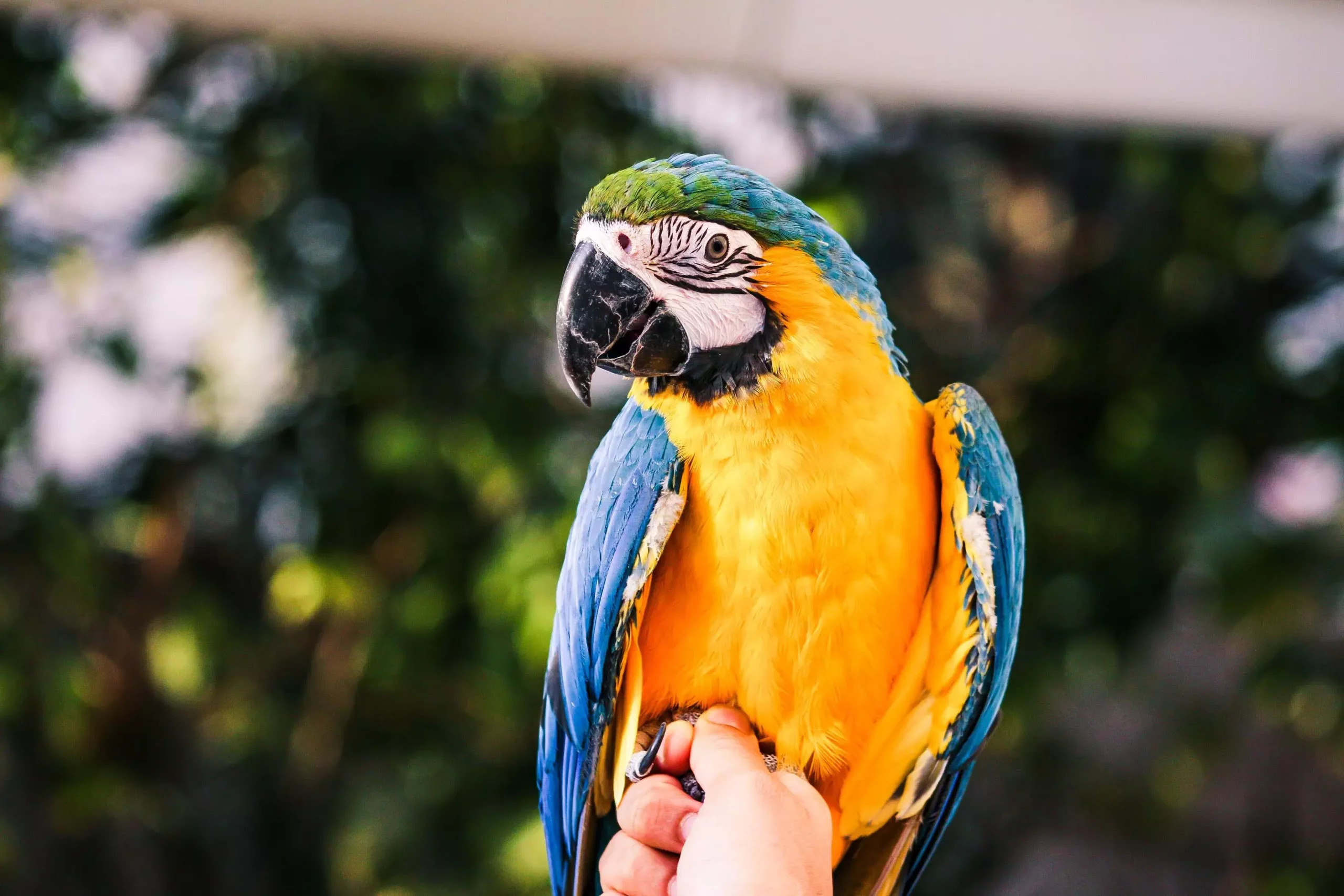 The Responsibilities and Joys of Owning Parrots as Pets