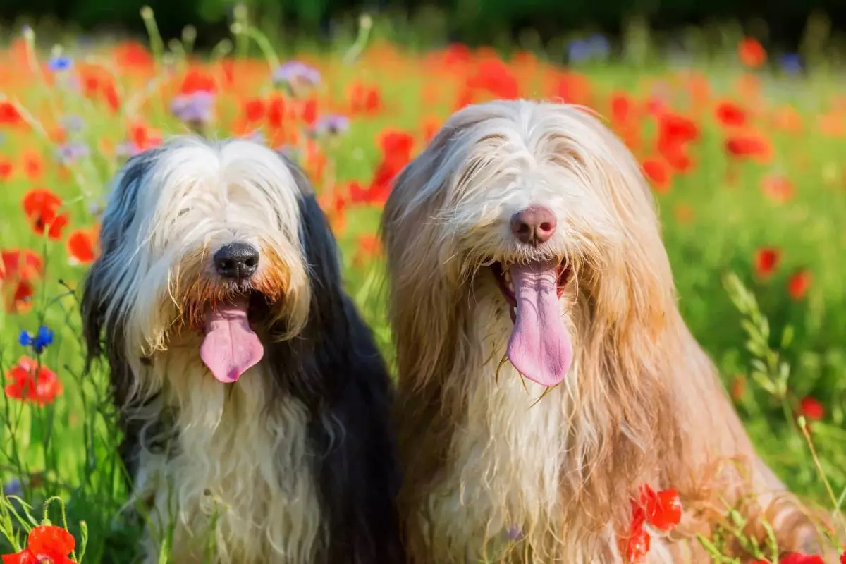 Companions of the Heart: Exploring Family-Friendly Dog Breeds