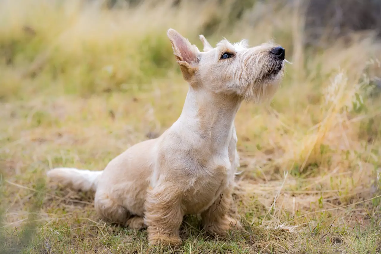 Top 8 Calming Dog Breeds Perfect for Seniors