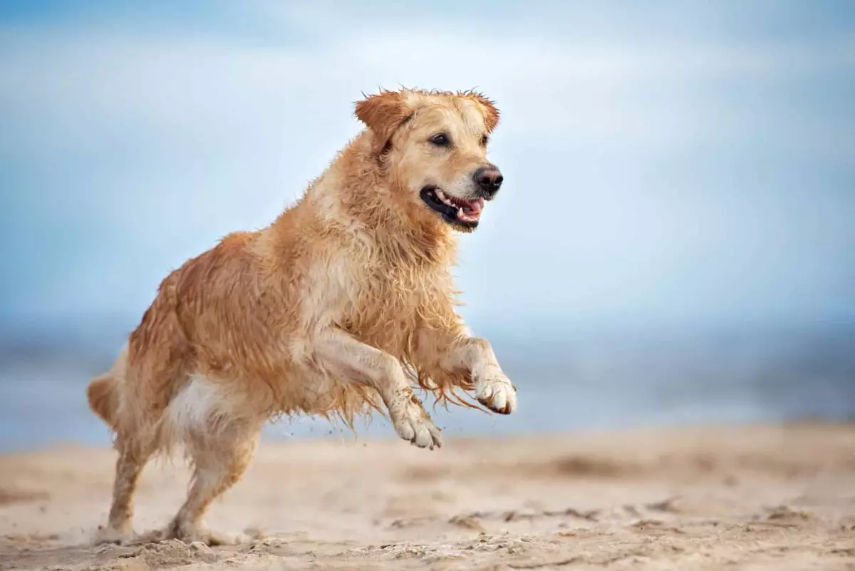 Simple Steps to Enhance Your Dog’s Happiness